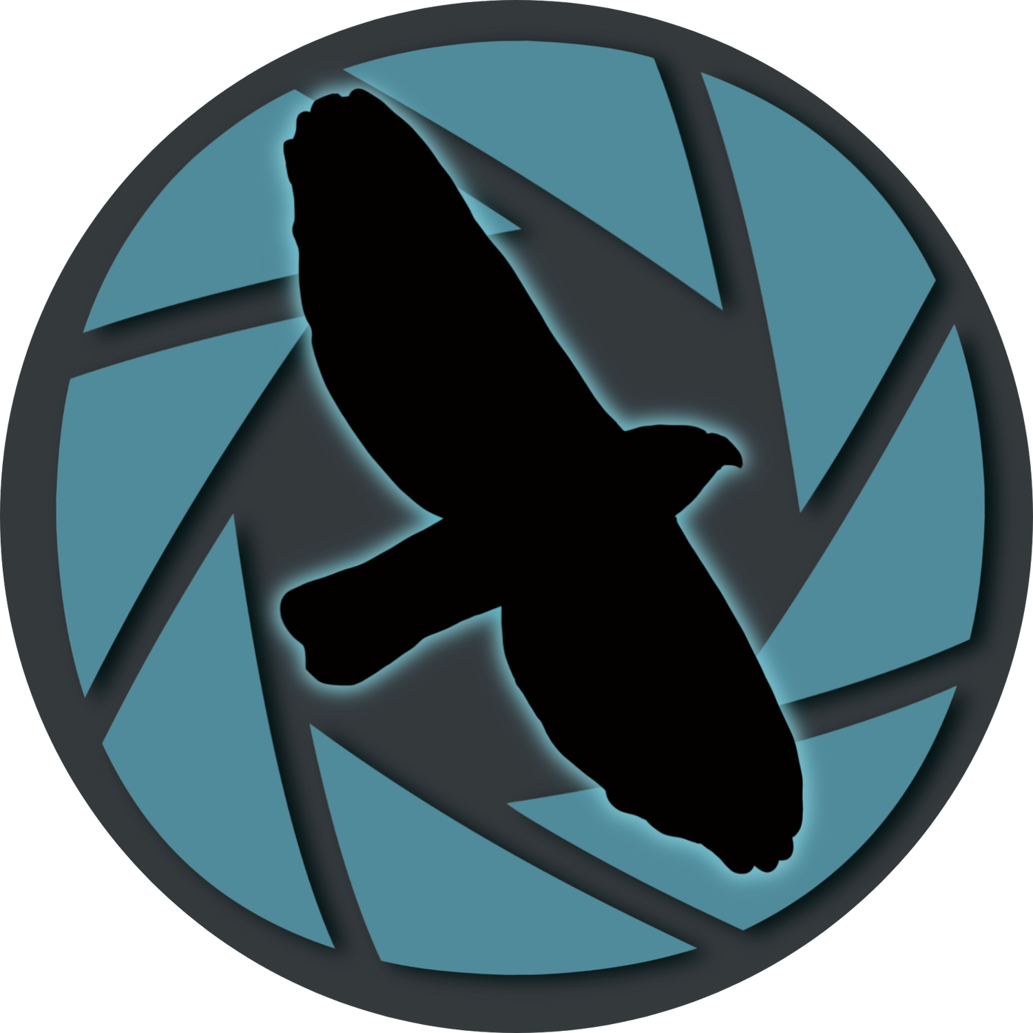 Hawk In The Lens