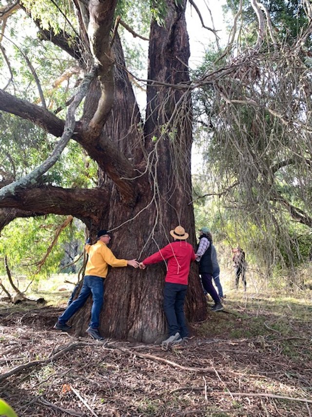 hugging giants Geebung.JPG
