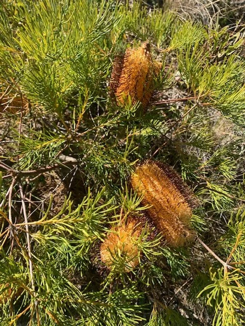 Banksia Dog Leg Farm.JPG