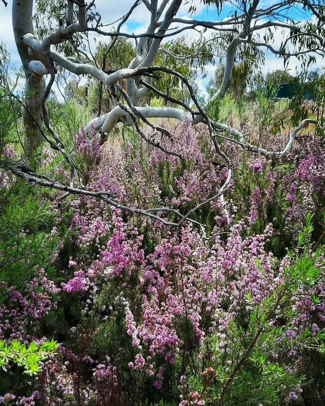 Dog Leg Farm Wonder Walk 4.jpg