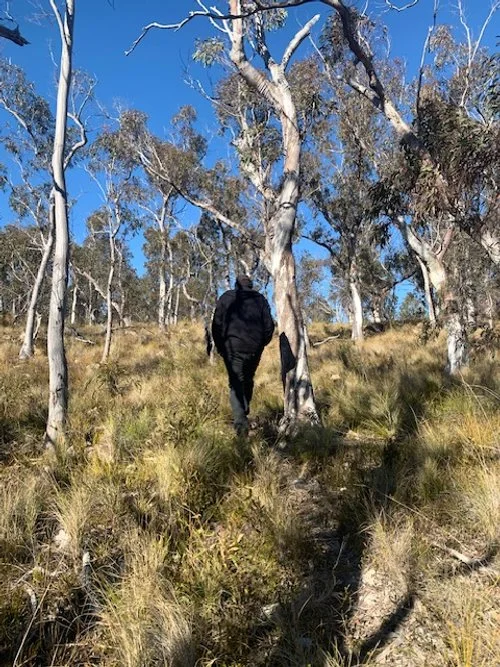 Jake walking at Dog Leg Farm.JPG