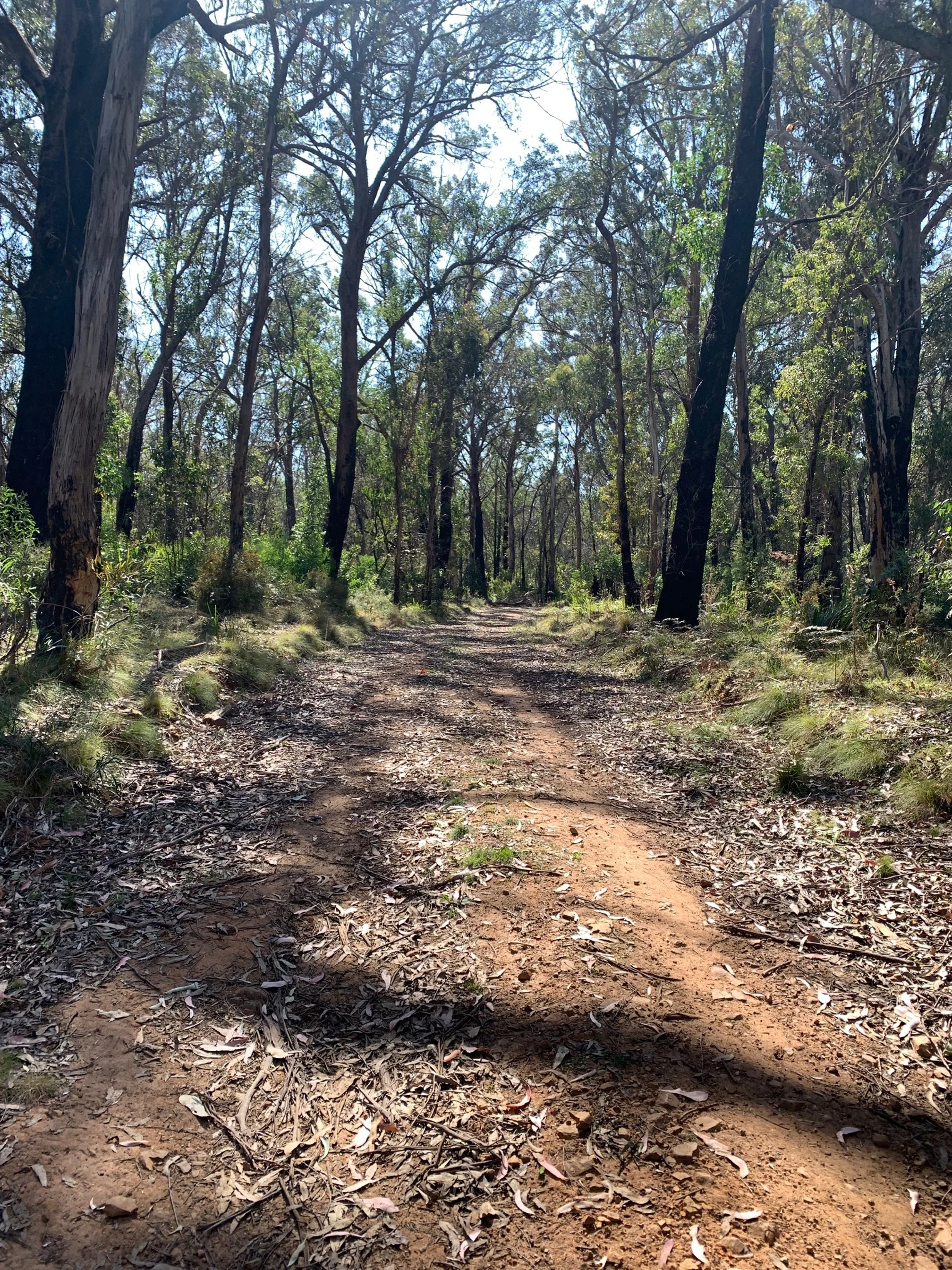 Geebung September.JPG