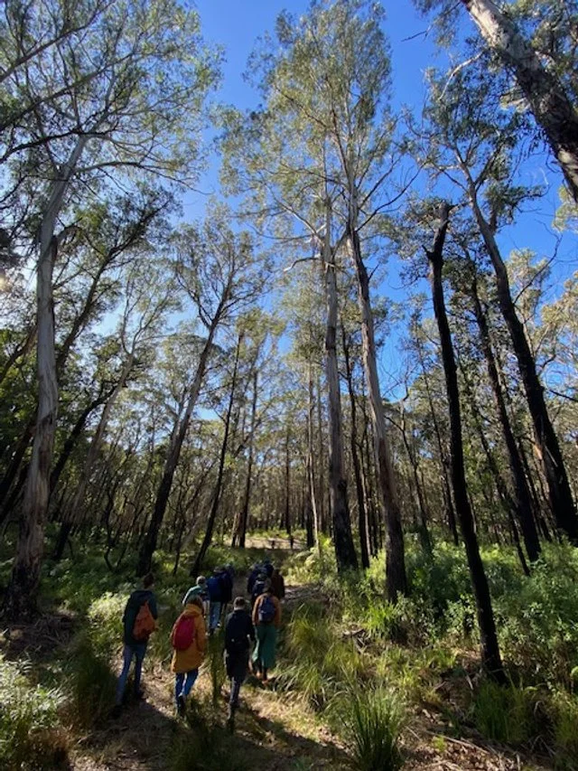 3 Currajuggle Wonder Walk heading up the ridge.jpg