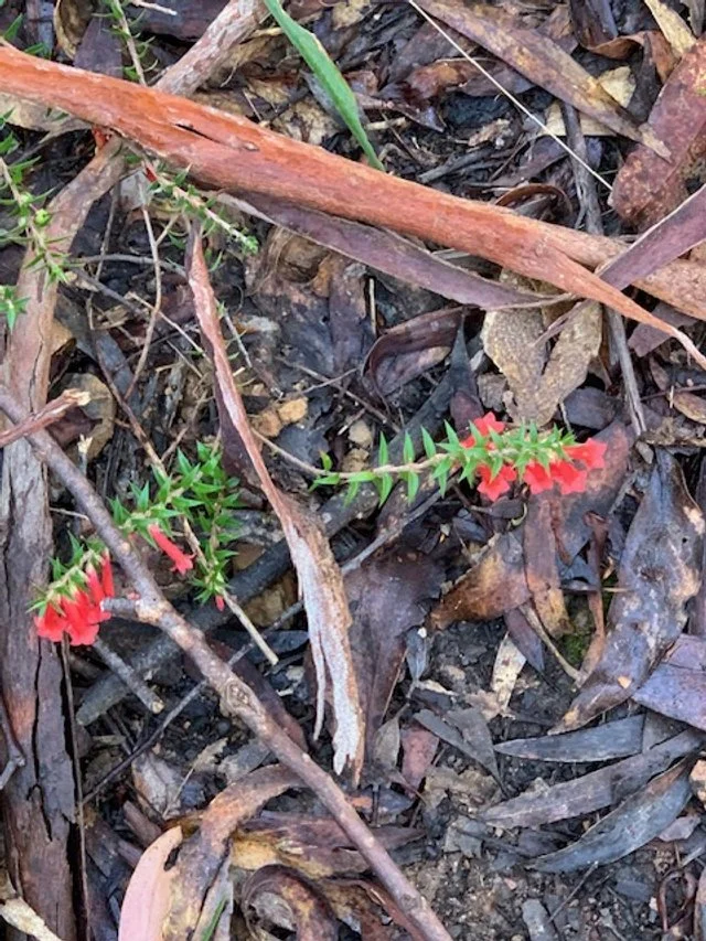 4. Currajuggle wild flowers.JPG