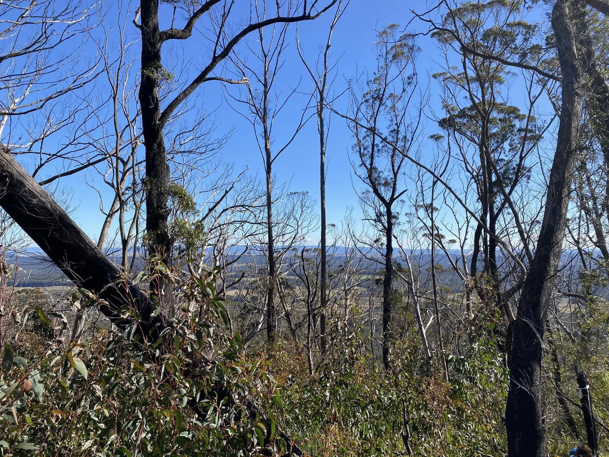 view near top of Budawang.jpg