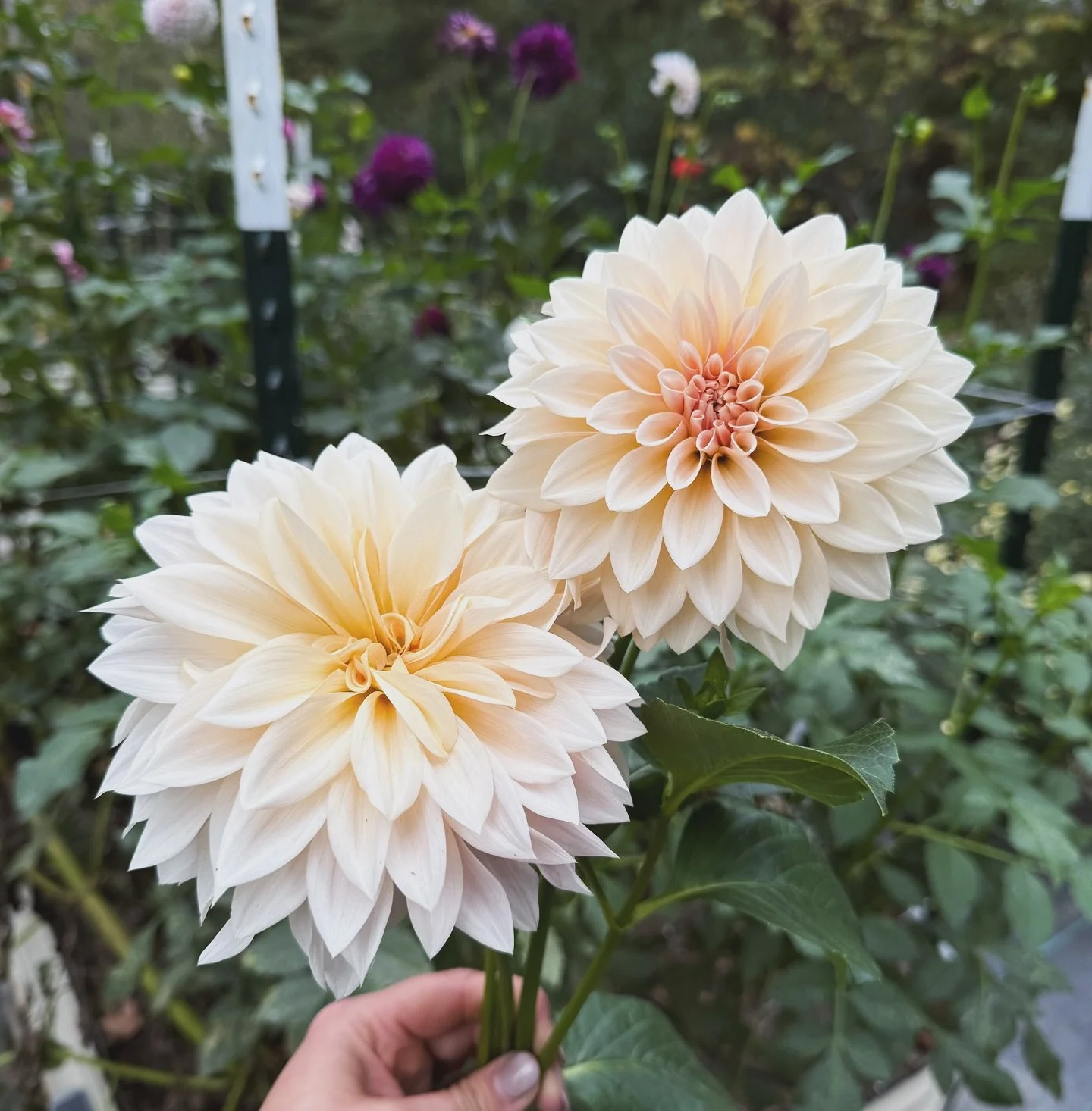 It&rsquo;s hard to believe dahlia season is almost over! While I&rsquo;m always sad to see these beauties go, I&rsquo;m also ready for a reset and to turn my focus toward the spring babies. 🌱

This year I planted around 200 varieties to learn which 