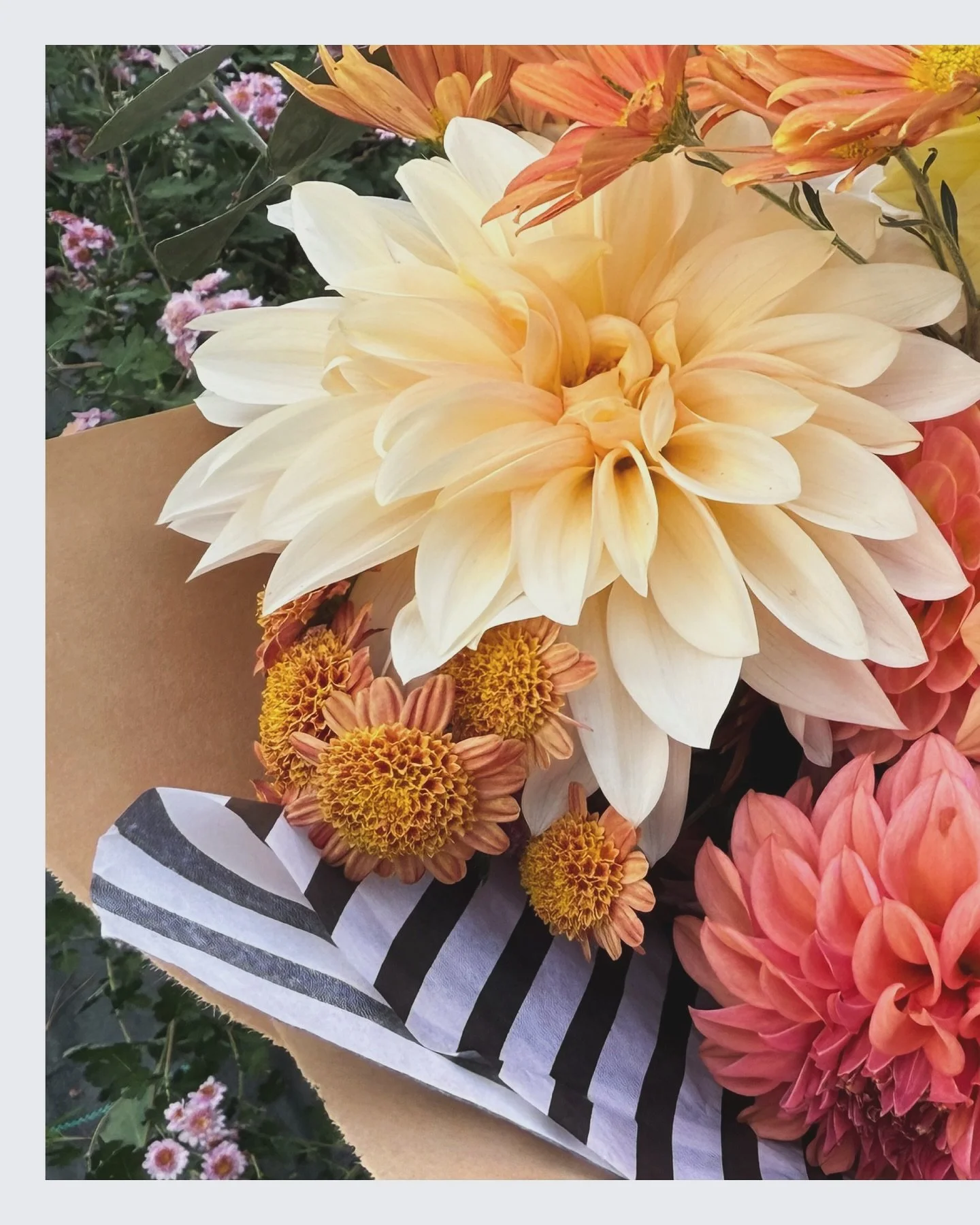 Soaking in the last of this season&rsquo;s color under those dreamy October skies. Every bloom feels a little more precious this time of year. 🌸💜🧡

#garden #fall #goldenhour #flowers #dahlia #dreamy #bouquet #southernliving #northcarolina #nc