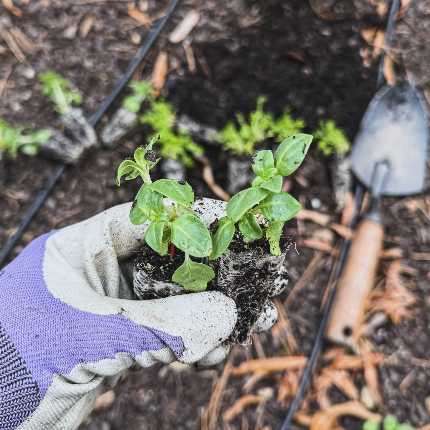 Plant friends and neighbors are the best kind 🌱💕 So grateful for @acrewoodflowers who so kindly shared her plugs with me so I can see which ones I might love to grow too. Got them all tucked in. 

#flowers #spring #neighbors #sharing #joy #seedling