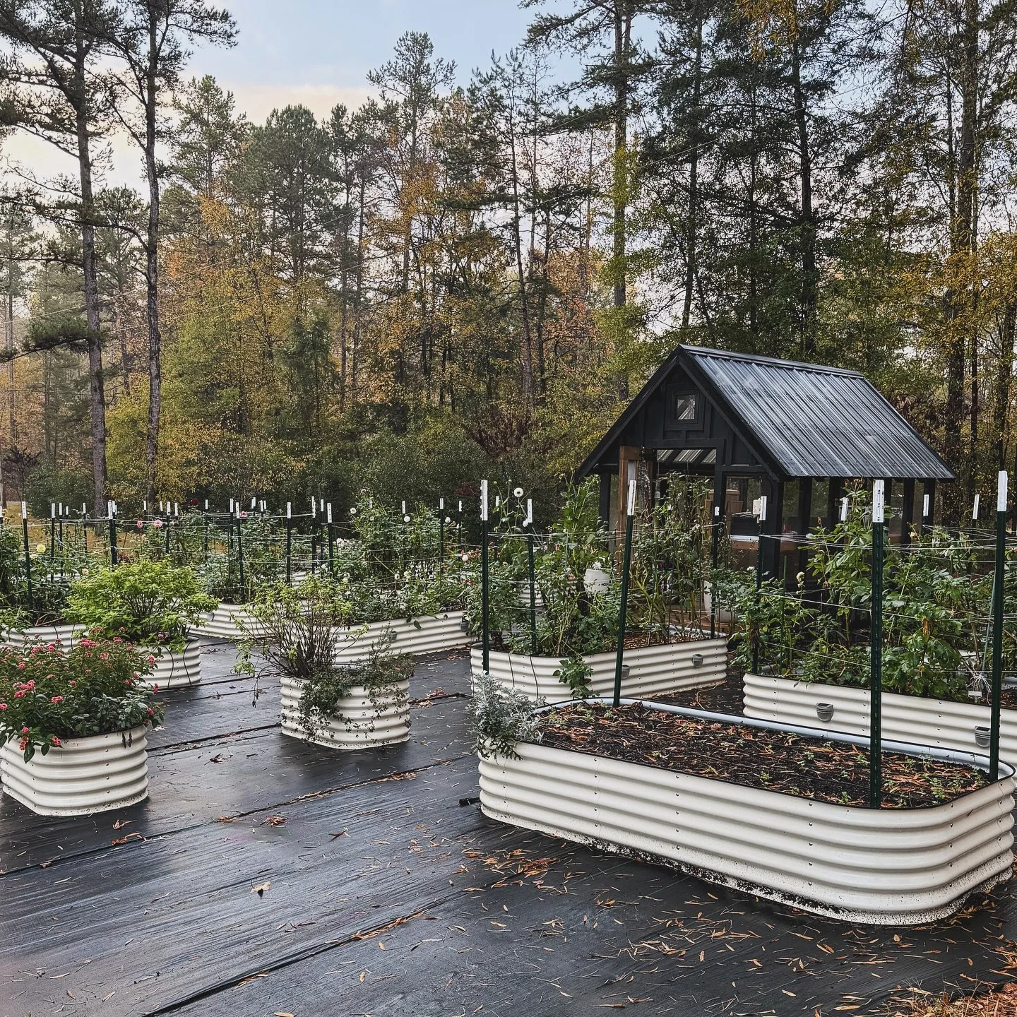 Bittersweet to say goodbye to another beautiful season. A frost is on the way Monday 🥲 so I&rsquo;ll be tucking in the spring babies and labeling the dahlias this weekend. Until next year. 💕

#fall #gardening #frost #spring #flowers #dahlia #glowin