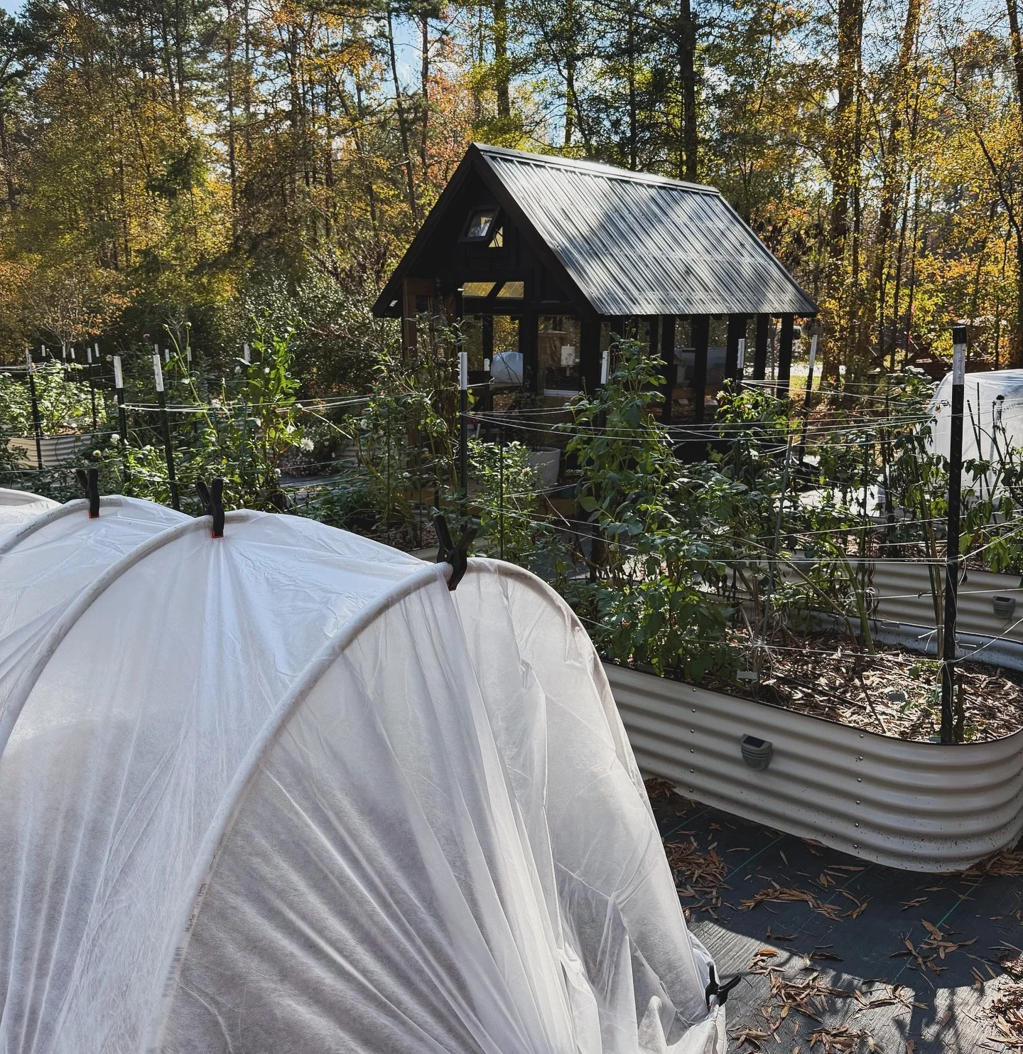 All tucked in 💕 Once the dahlias are out, I&rsquo;ve got a few more of these planned. It&rsquo;s going to be a busy couple of weeks! ☺️

#plants #gardening #fall #spring #flowers #frost #southern #southerngarden #greenhouse