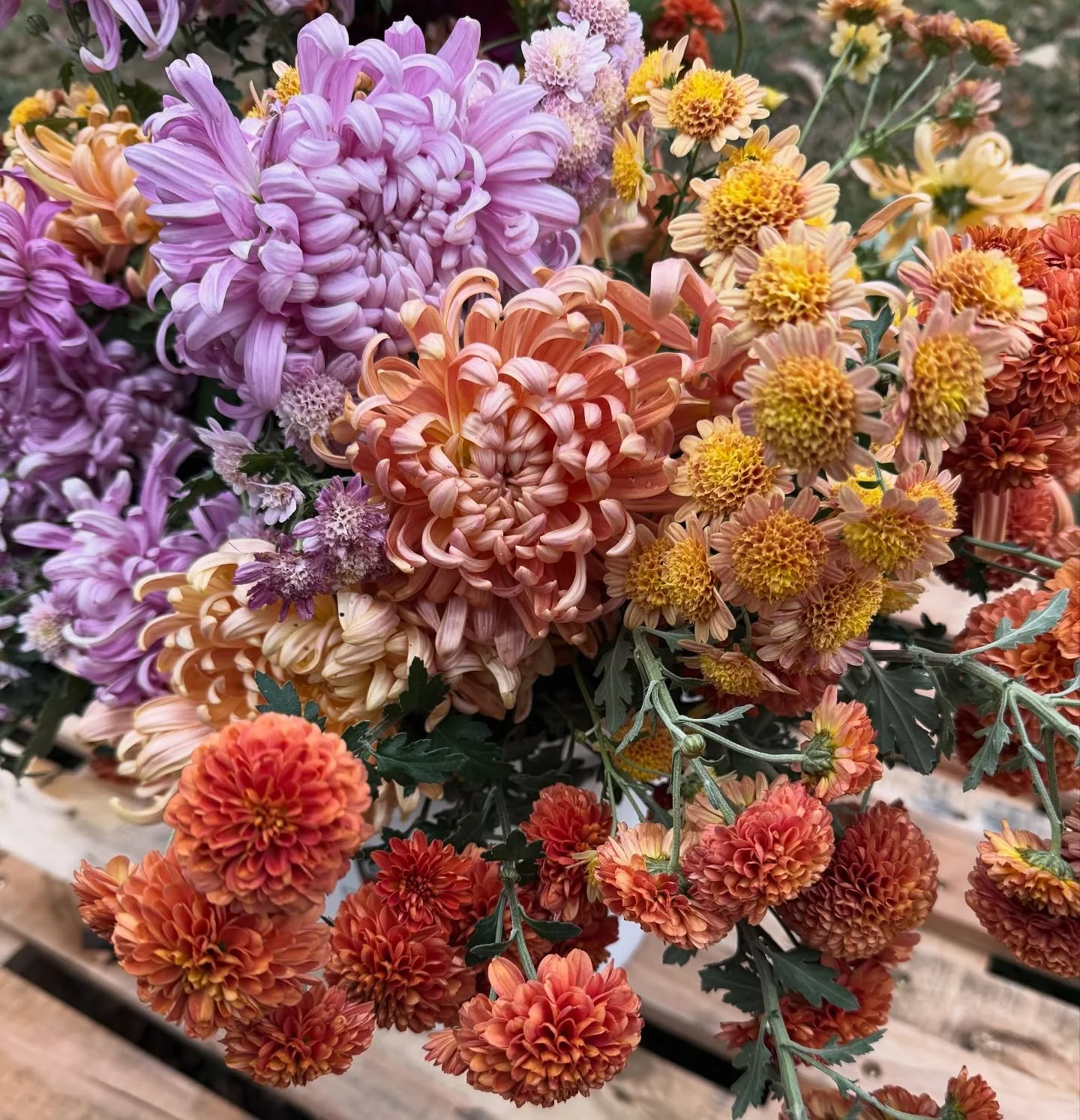 Frostmas Eve ❄️💕 The last of the mums gathered in, dahlias and peonies tucked under their mulch blankets, irrigation drained, and spring babies all snug for the cold ahead.

#dahlias #flowers #southern #gardening #chill #cozy #mums #fall #growing #s