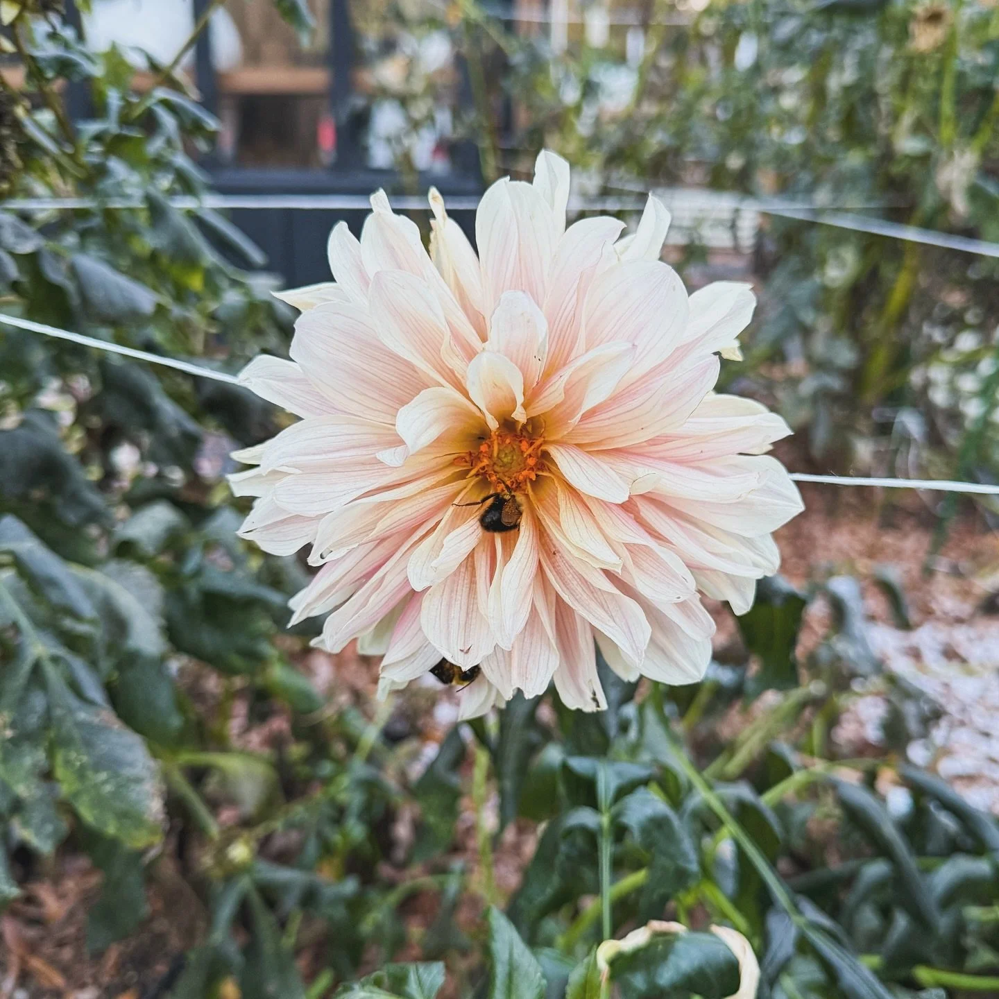 Flurries in November ❄️💕 The garden is sleepy and still. Rare for our corner of NC, but so beautiful to see.

#frozen #flowers #frost #dahlias #southern #gardening #timetorest #beauty #snow #flurries #nc #clt