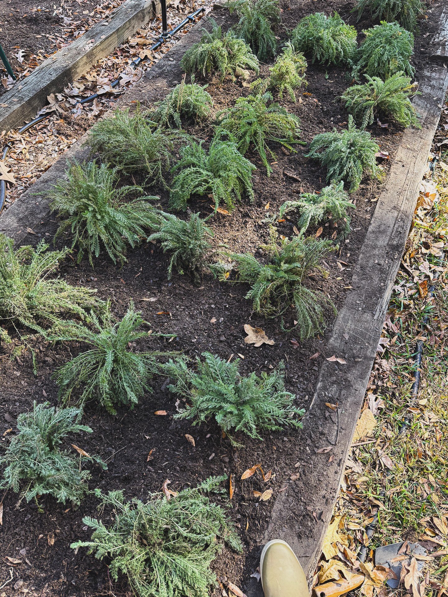 It may not look like much yet, but this little corner will be bursting with life come spring. Thank you to @singleacrefarm for the yarrow, the extra plants, and the wisdom you shared. Flower farmers truly are the best. 🪴✨

#farmer #flowers #spring #