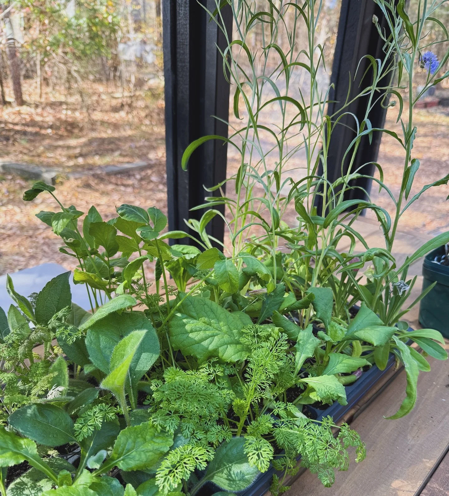 The spring babies 🌱 are growing! I&rsquo;m 3 crates in out of 12 for dahlia dividing&hellip; I can do it, right?! 🤪 Hoping to wrap it up this week so I can focus on getting spring in the ground this weekend.

#grow #spring #flowers #greenhouse #pla