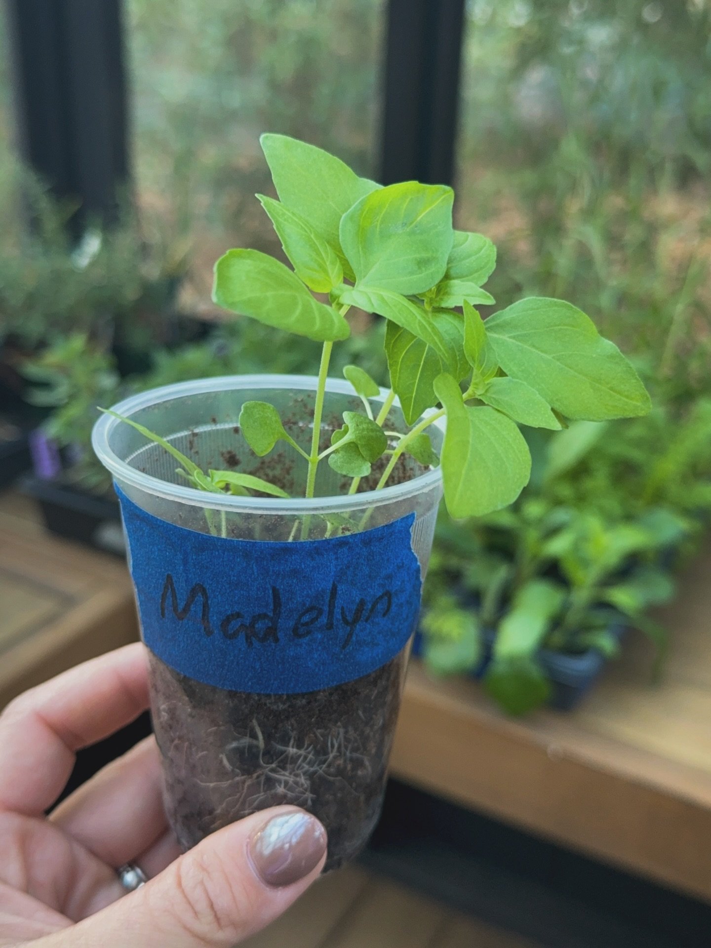 I&rsquo;ve officially become a plant grandma 🤣 The kiddos&rsquo; school just launched an AgTech program and how cool is that?! Maddy brought home peas 🫛 and asked me to help take care of them. I don&rsquo;t share much about work, but I&rsquo;m a Fi
