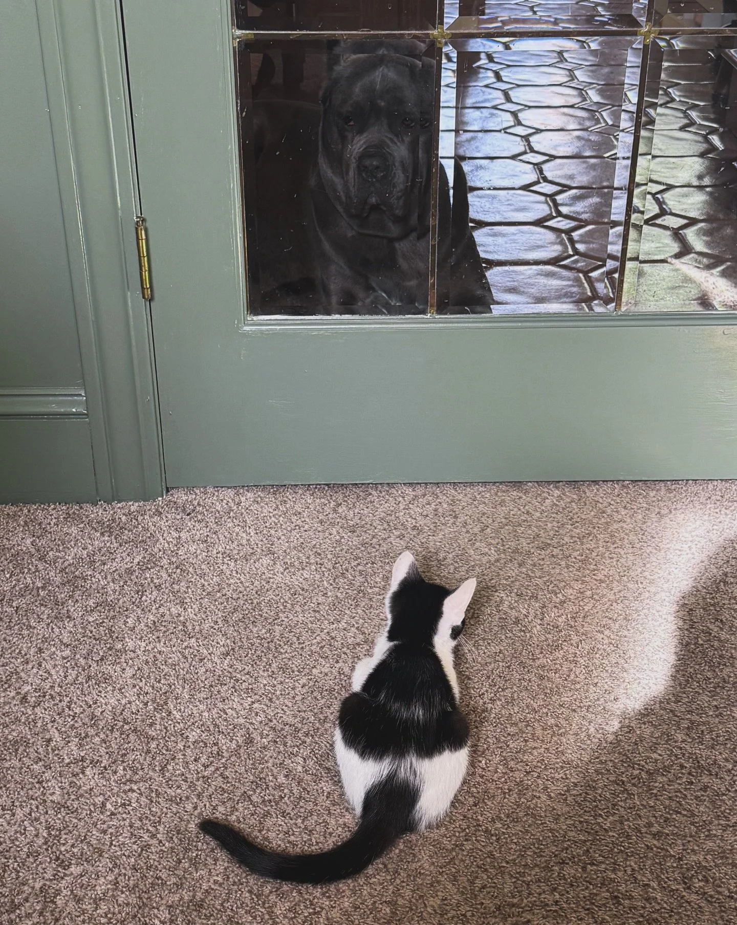 Welcome to our family, Rosie Posie Jones 🐾💕
She&rsquo;s settled in so quickly, full of sweetness, snuggles, and big purrs. A very lucky girl with two built-in besties plus River and David, all ready to love her forever. 🫶

#cats #cats_of_instagram