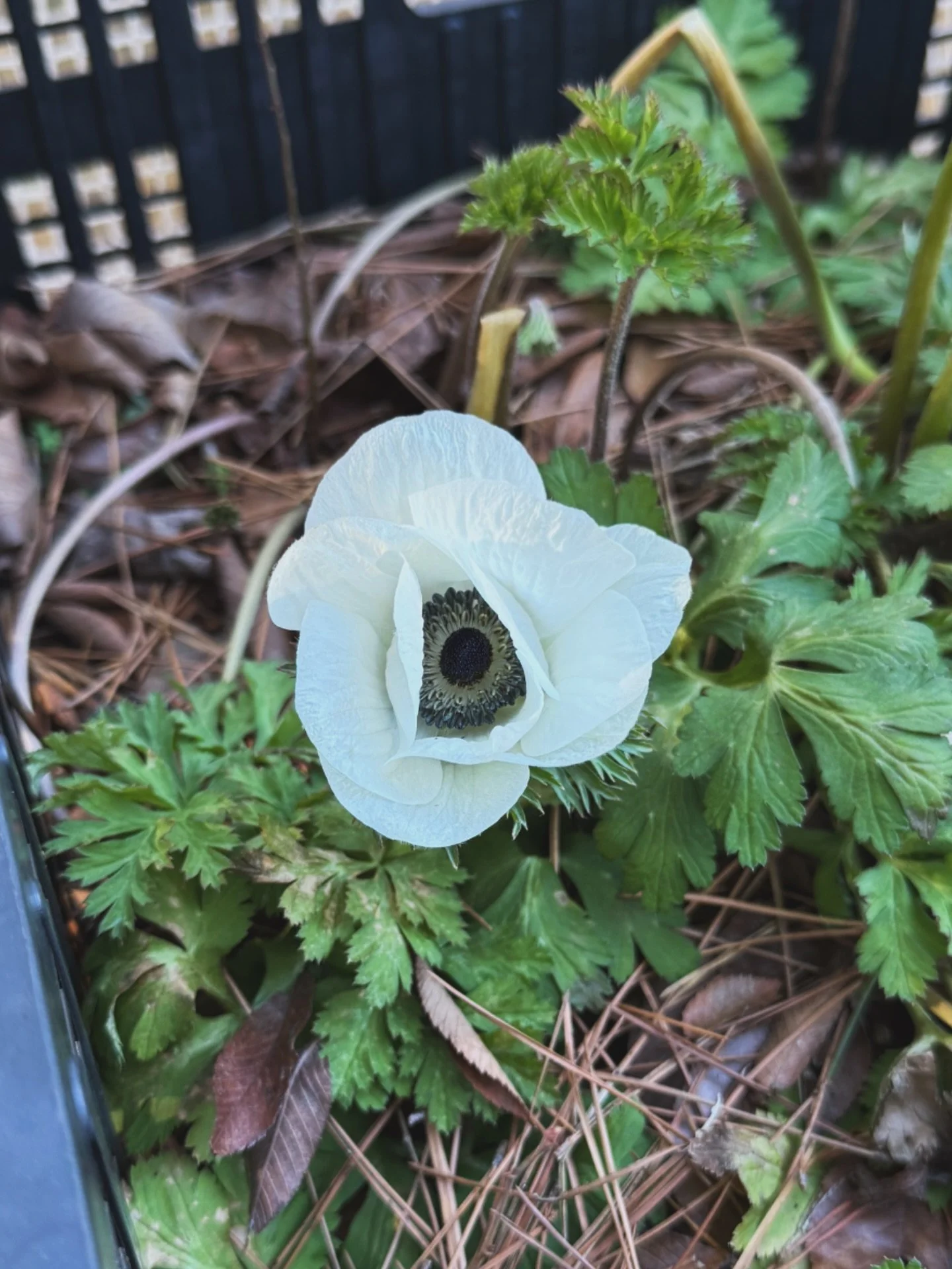 I found this blooming in a crate from last season. 🤍

Untouched. Unplanned.
Just surviving winter on its own.

Sometimes when we step back, nature reminds us that resilience is already built in.

Flowers don&rsquo;t rush. They don&rsquo;t force.
The