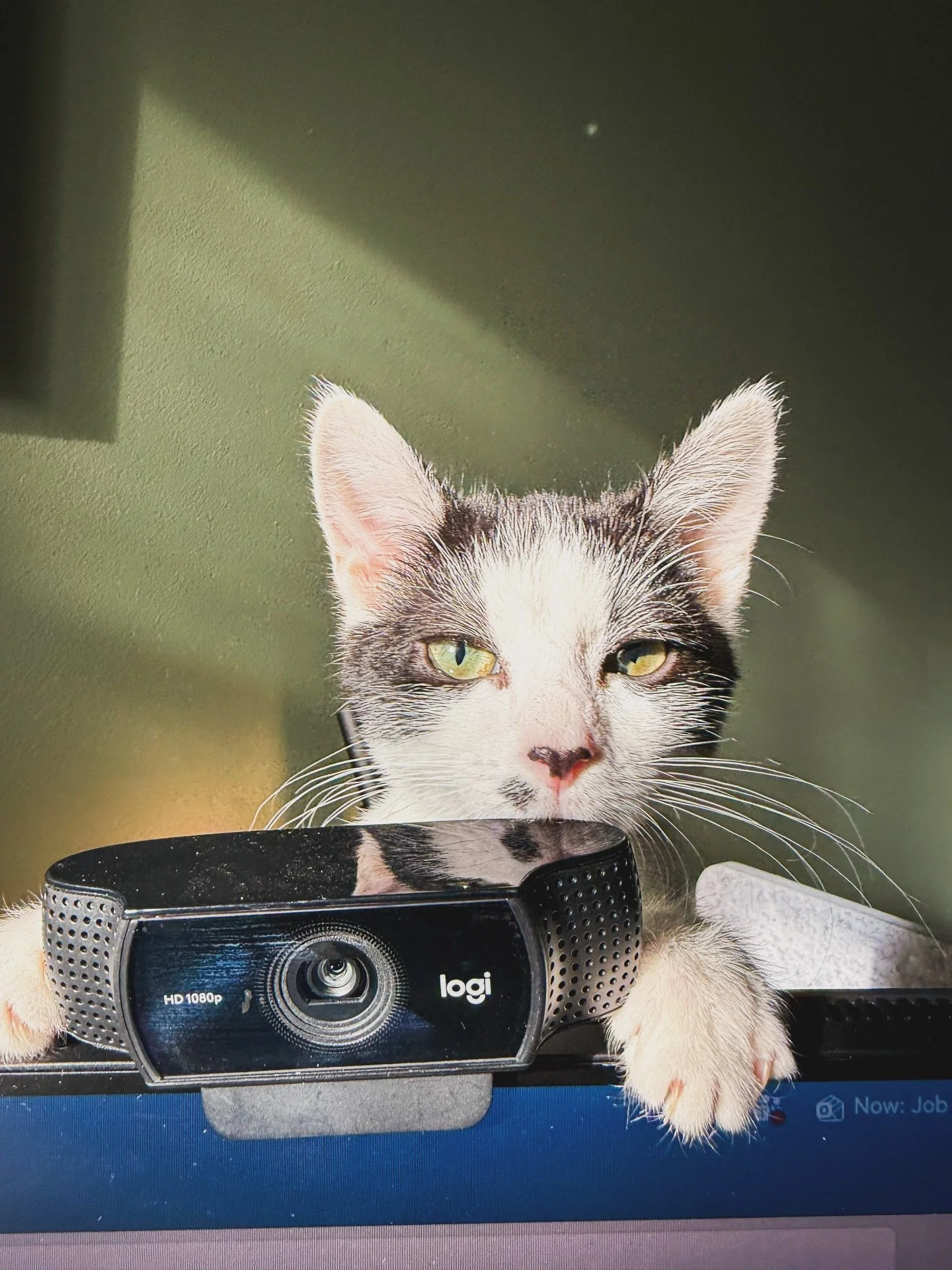 The real reason people show up to my Zoom calls.

She&rsquo;s officially a little ham for the camera and my coworkers now expect regular Rosie appearances.

She spends most of her day sitting on me like I&rsquo;m her human pillow&hellip; even though 