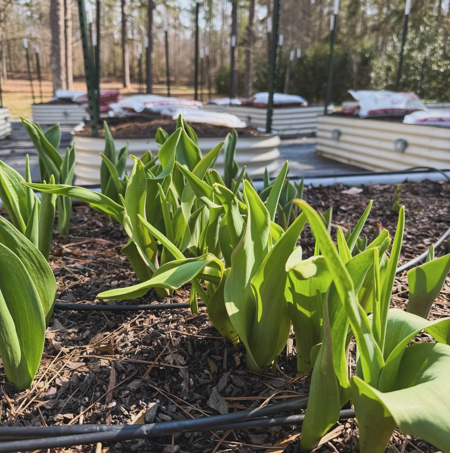 Spring is near 🌱💗

#spring #tulips #gardening #flowers #clt