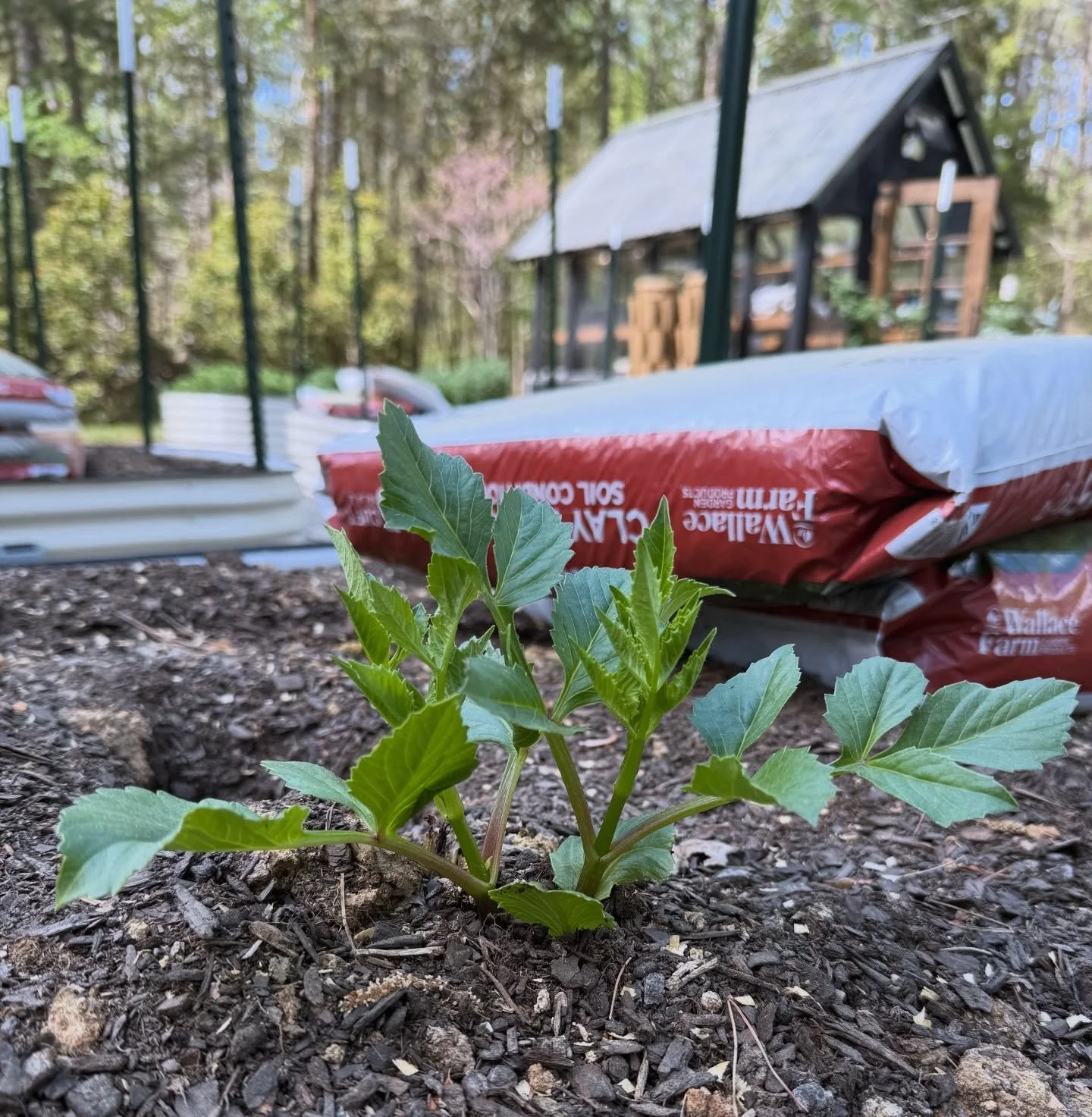Hope you all had a happy Easter 🤍 we spent the day enjoying time with family ✝️💗 and were back in the soil today. I&rsquo;ll share more of what we got into tomorrow.

This little dahlia started popping up about a week ago&hellip;

Left behind after