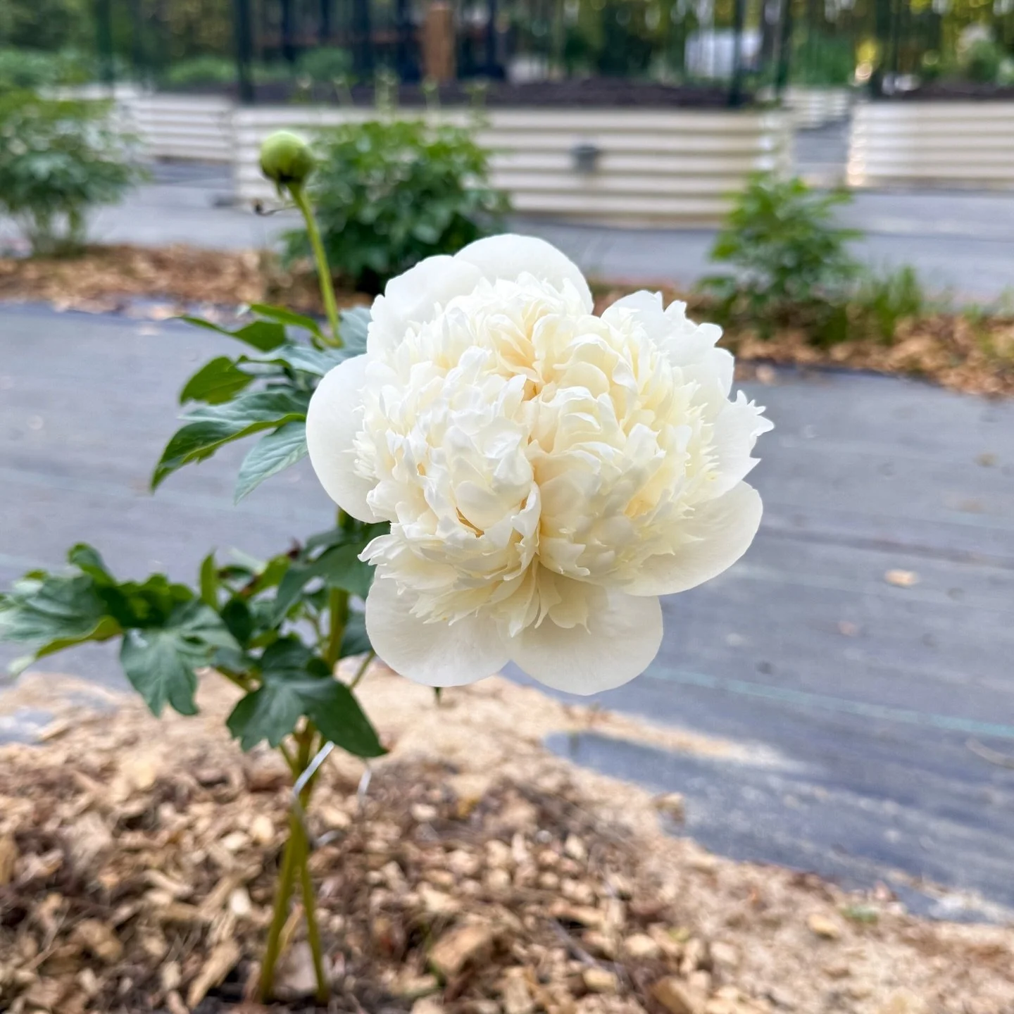 Peonies are almost here 🤍🌸

Colonial Owen Cousins is one of my favorites right now&hellip; the scent is incredible.

She&rsquo;s a first-year plant so I won&rsquo;t be cutting from her this season, but I&rsquo;m already dreaming of what&rsquo;s to 