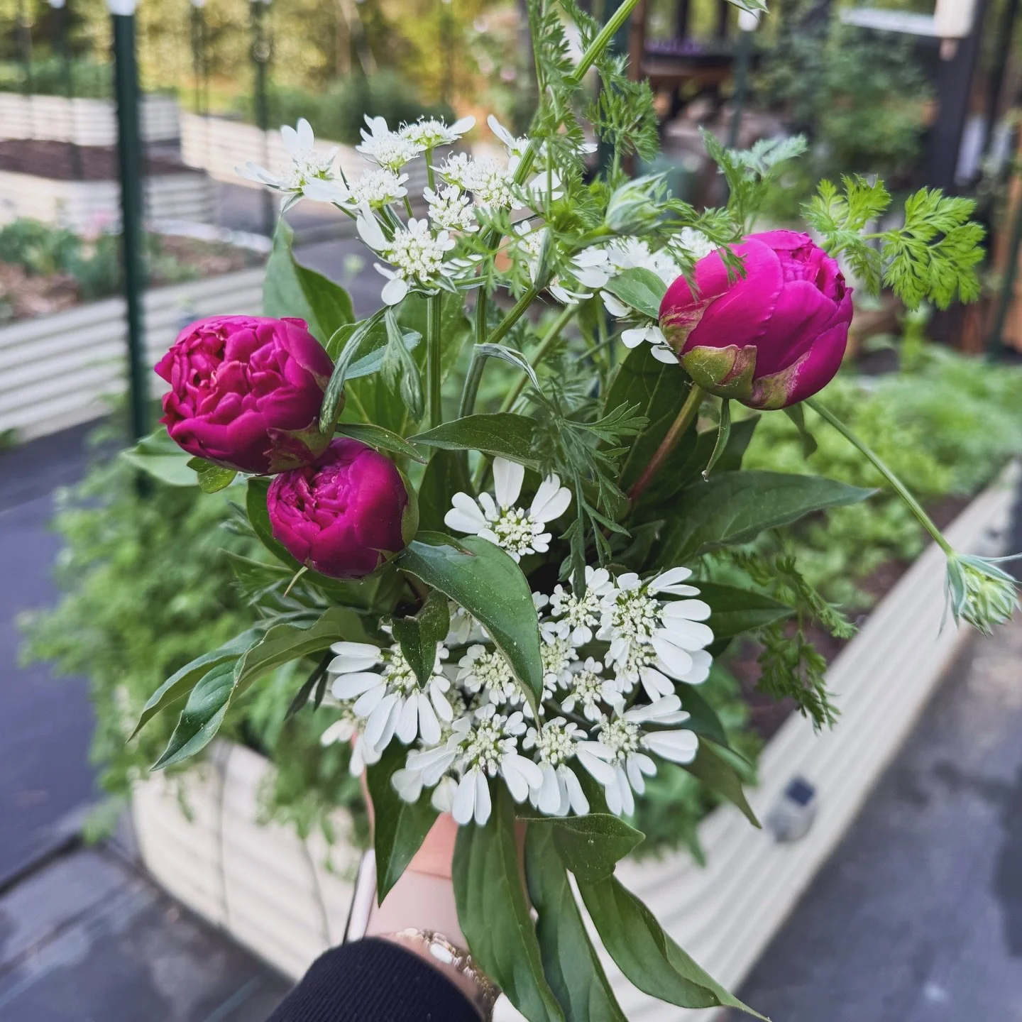Almost through this heat wave 🤍

the garden is still taking its time
but I think we&rsquo;re getting close

#spring #peonies #flowerfarm #springgarden #fromthegarden