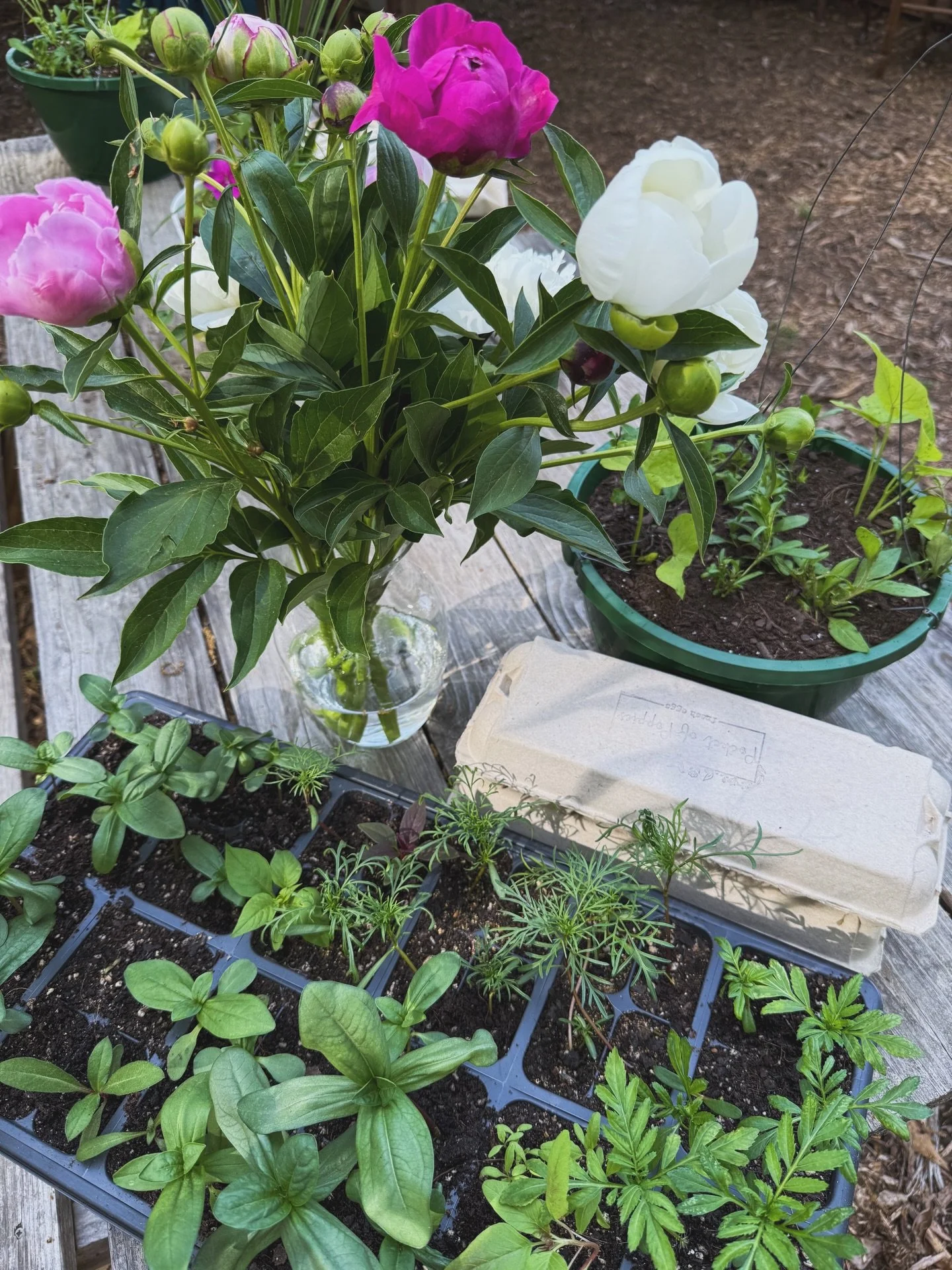 This monthly garden club has become such a special rhythm for me 🤍

A space to learn, grow, and gently reset alongside other women.

Today I brought home a tray of summer flowers we planted last month, milkweed for the monarchs, and a hanging basket