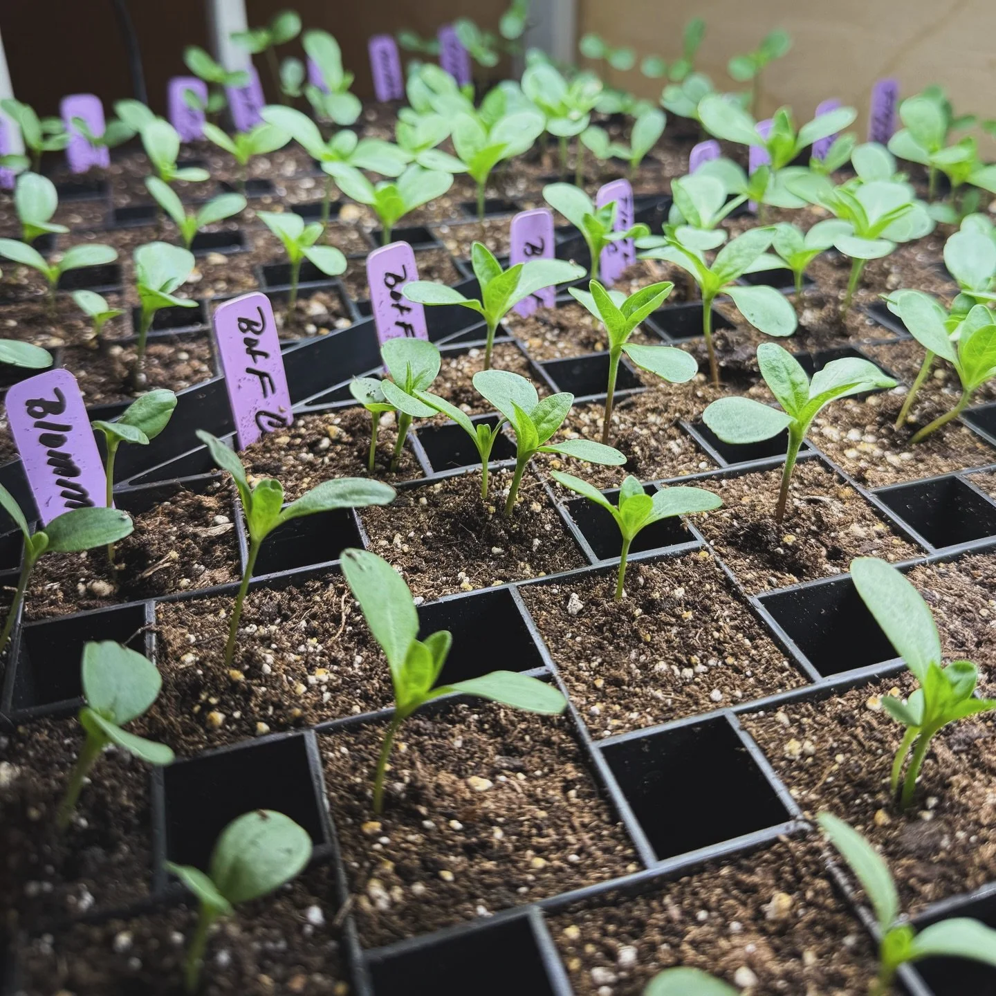 One of the sweetest parts of being a flower farmer 🌱

These tiny trays hold so much more than seedlings. They hold patience, hope, and the quiet promise of what&rsquo;s to come. We get to be stewards of something bigger than us&hellip; tending, nurt