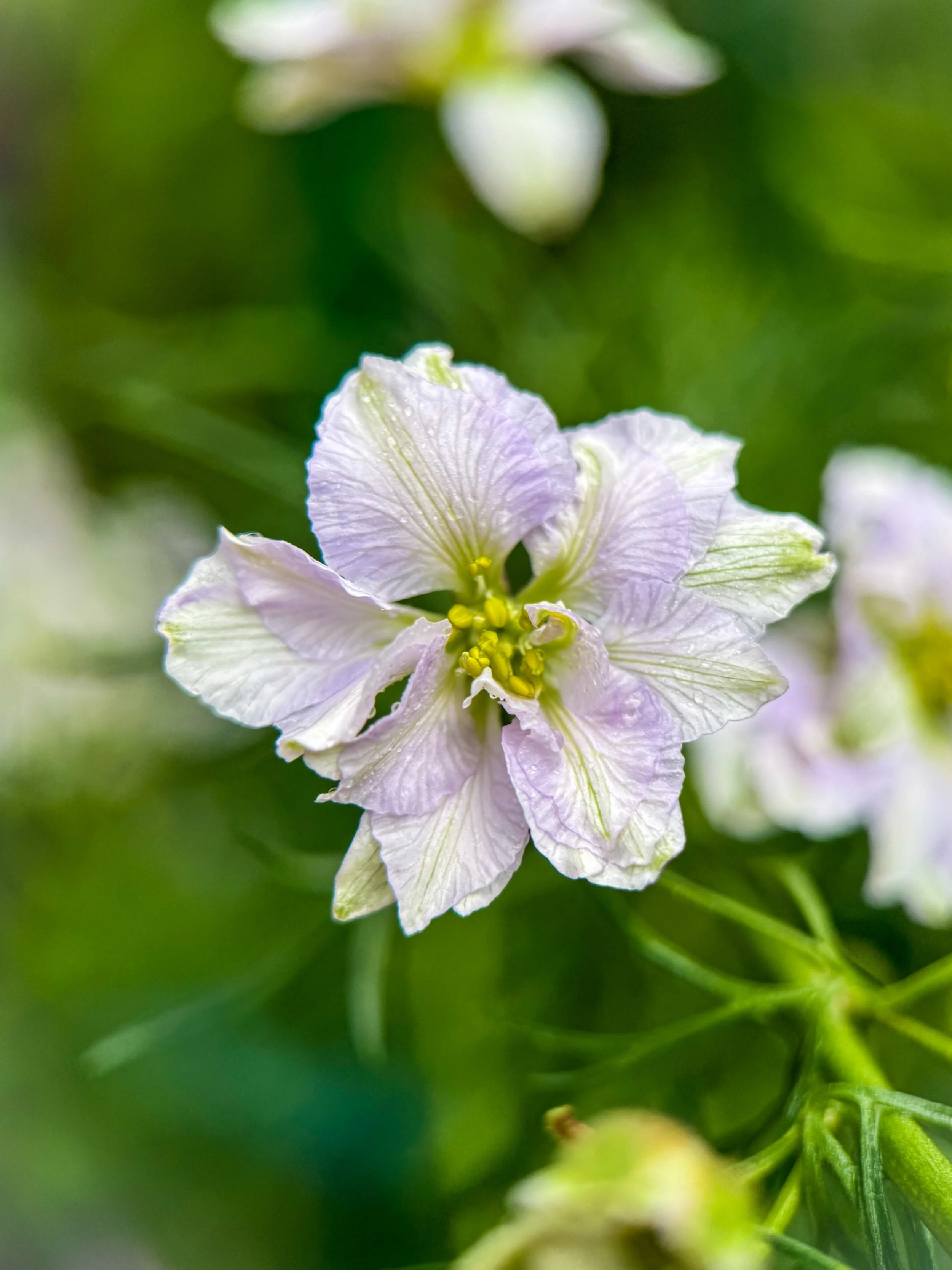 Little details from the garden this morning in between the rain 🤍

#gardeninspiration #flowersofinstagram #macroflowers #flowerphotography #cutflowergarden