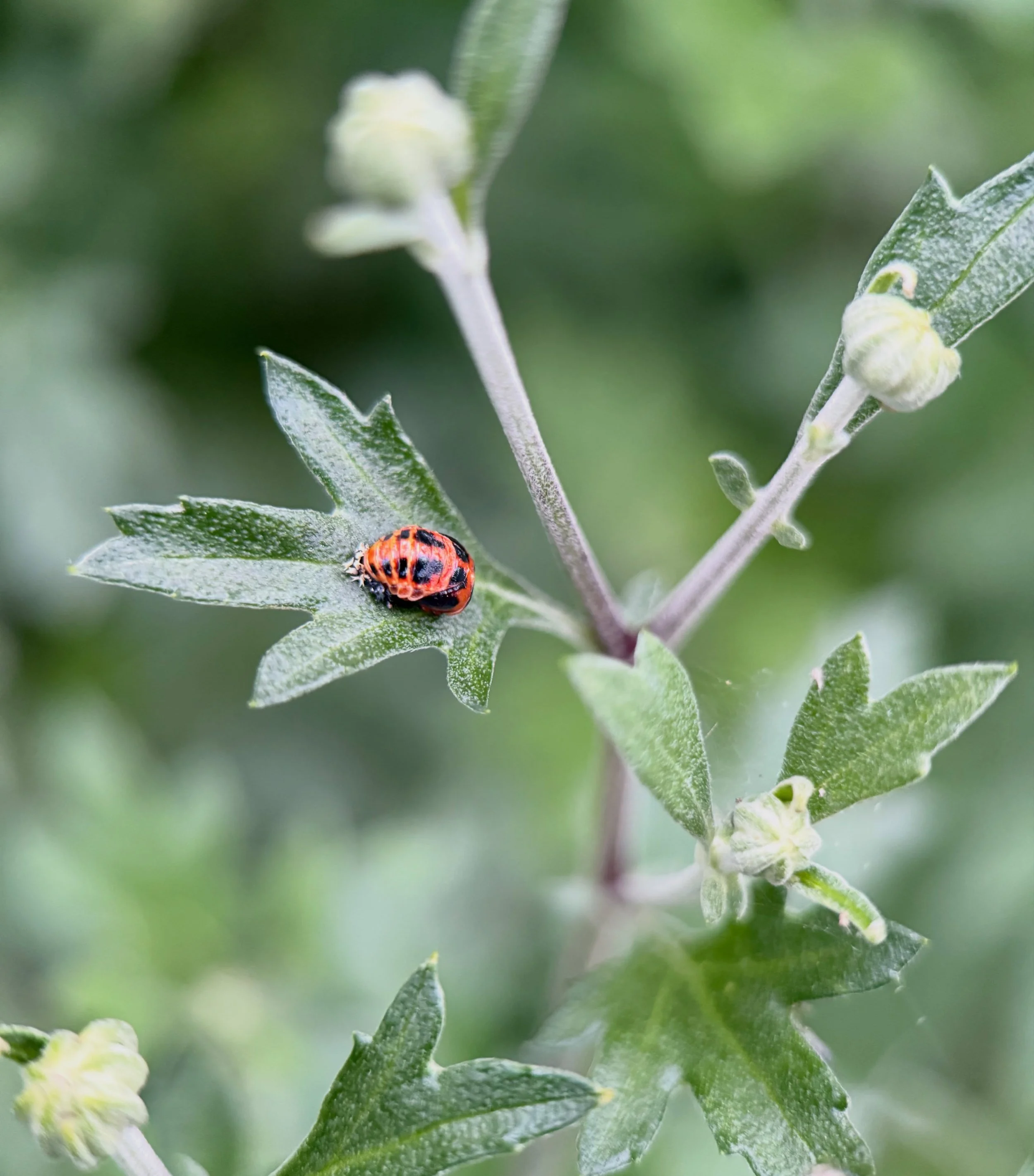 Tiny guardian of the garden &hearts;️

Caught this little ladybug pupa tucked into the chrysanthemums this evening, right in the middle of transformation. Nature never stops surprising me with how much beauty exists in the quietest corners. 🌿

#gard