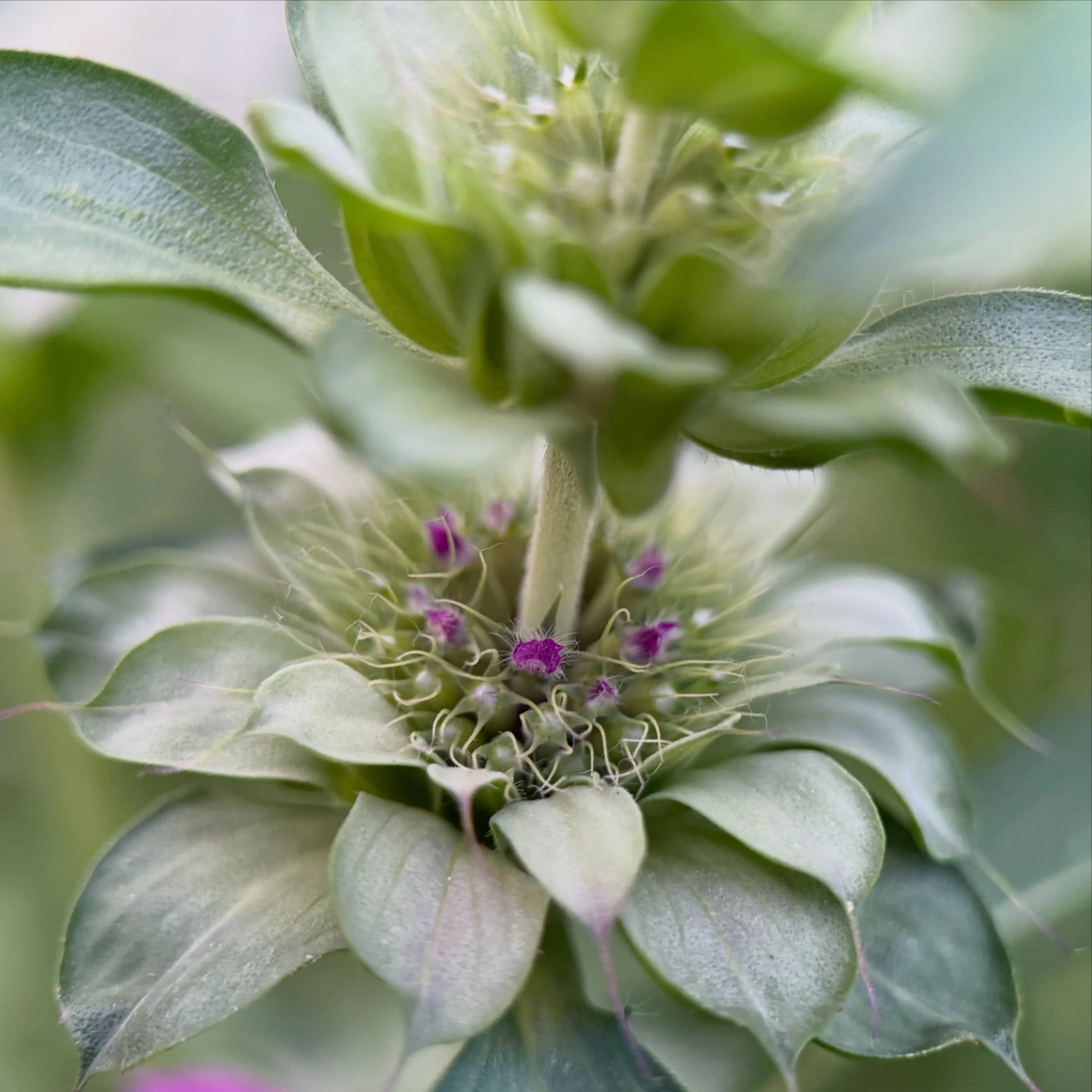 A closer look 🌿

#flowerphotography #macrophotos #gardeninspiration #naturedetails #cutflowergarden