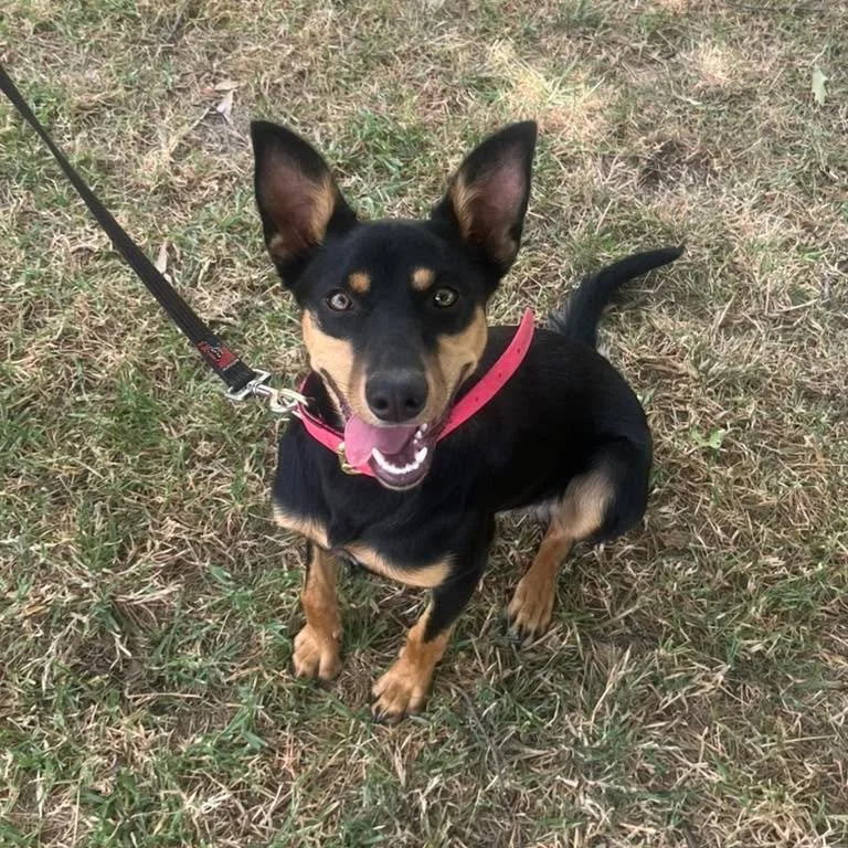 💛Maggie
This little lady has continued on with private lessons after completing our Beginner Obedience Group Class.
Today we looked at building more stability in her drop position!! She is such a fast learner and picked it up really quickly.

#dogbe
