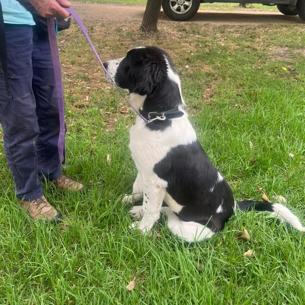 💛Gwenda
This big girl is an Asian Shepherd and is only 4 and a half months old and still has plenty of growing to do.

Today we went through the foundations of building a communication system as well as some manners around coming in the gate.

#asia
