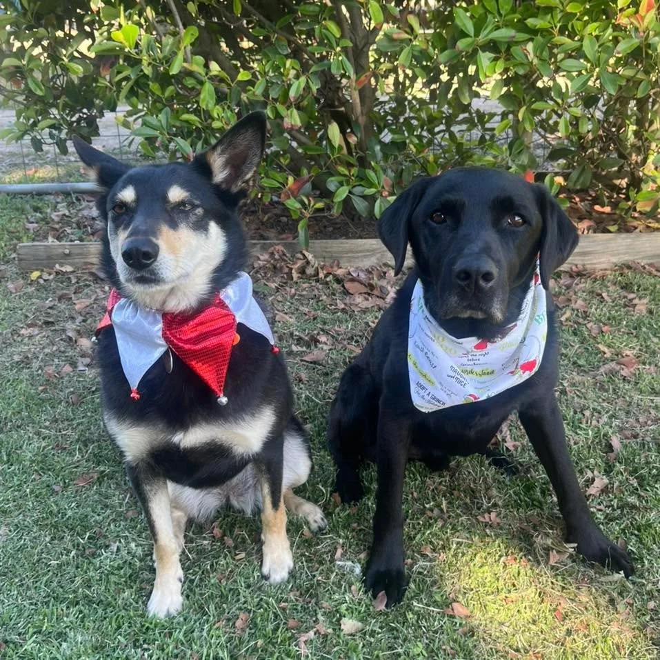 Wishing everyone a Merry Christmas 🎄 
Looking forward to an exciting year ahead!

#MerryChristmas #wangaratta #playwithyourdog #puppydevelopment #dogobediencetraining
