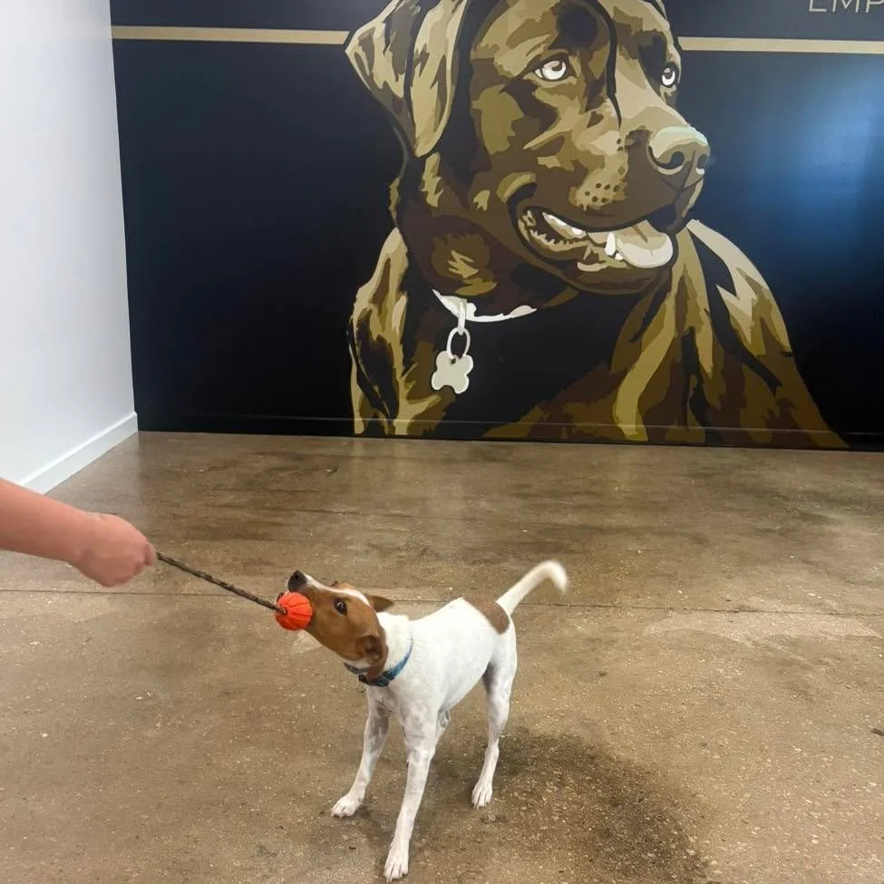 First lesson in our new training room!!

This is such a great space, we are looking forward to working with lots of owners and dogs in here helping them achieve their training goals!!

#DogTrainingFacility #dogtrainingfacility #wangaratta #playwithyo