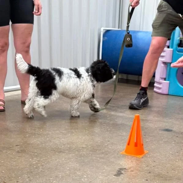 🐕🐾We had our first class of Beginner Group Obedience and Puppy Development last night.
Everyone did so well, can&rsquo;t wait to see all these gorgeous dogs make progress in their training goals over the next 6 weeks.

#DogTrainingFacility #dogtrai