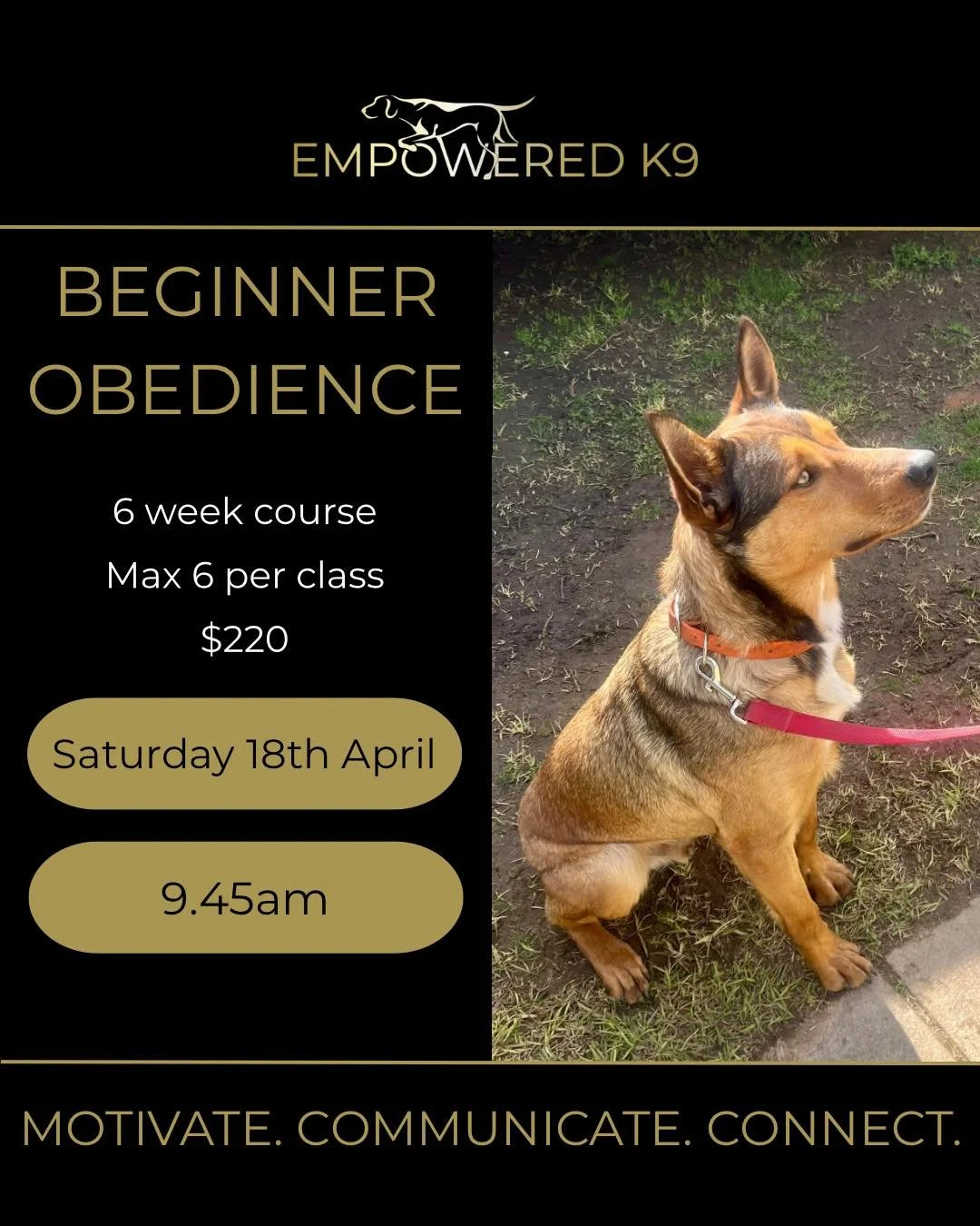 🐾Beginner Obedience Group Class🐾

Our small group training program includes all the essentials (sit, drop, loose-lead walking, and recall) blended with relationship-building structured play and engagement exercises, that help dogs translate skills 