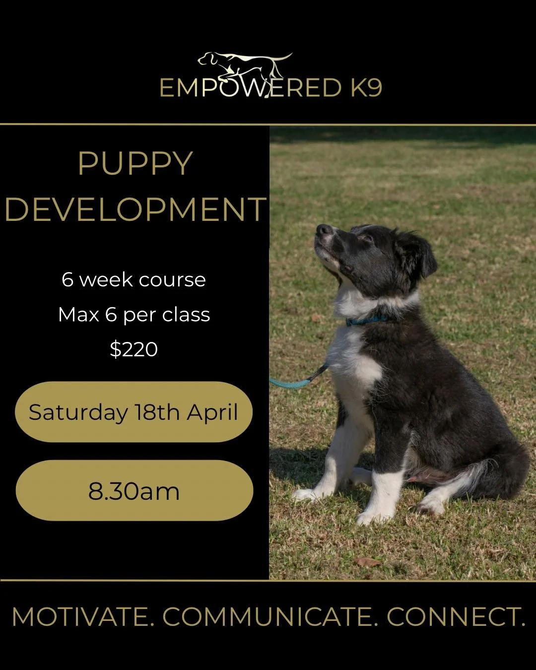 🐶Puppy Development Group Class🐶

Our small group puppy development classes are designed to help puppies grow into confident, well-adjusted dogs. Through socialisation, structured play, and foundation skills like sit, drop, recall, and loose-lead wa
