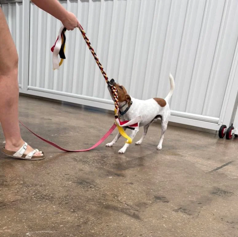 💛Beanie
Building confidence one play session at a time 💪
#DogTrainingFacility #dogtrainingfacility #wangaratta #leashaggression #playwithyourdog #dogobediencetraining #reactivedog #empoweredk9 #northeastvictoria #obediencetraining #dogbehaviour