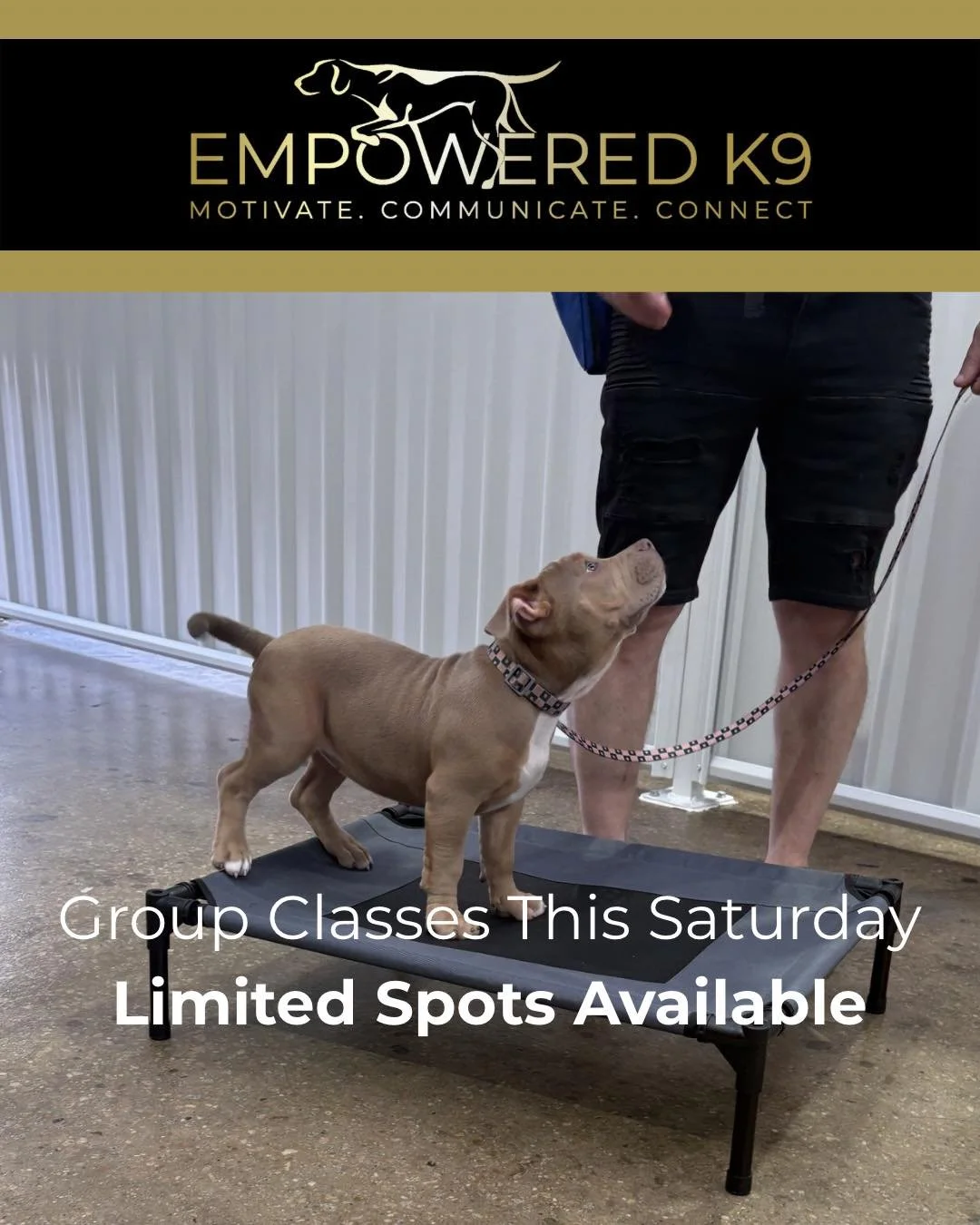 Puppy School &amp; Beginner Obedience &mdash; This Saturday 🐶

Still a few spots available for this weekend&rsquo;s classes.

Whether you&rsquo;ve just brought your puppy home or you&rsquo;ve got a dog that needs stronger foundations, these classes 