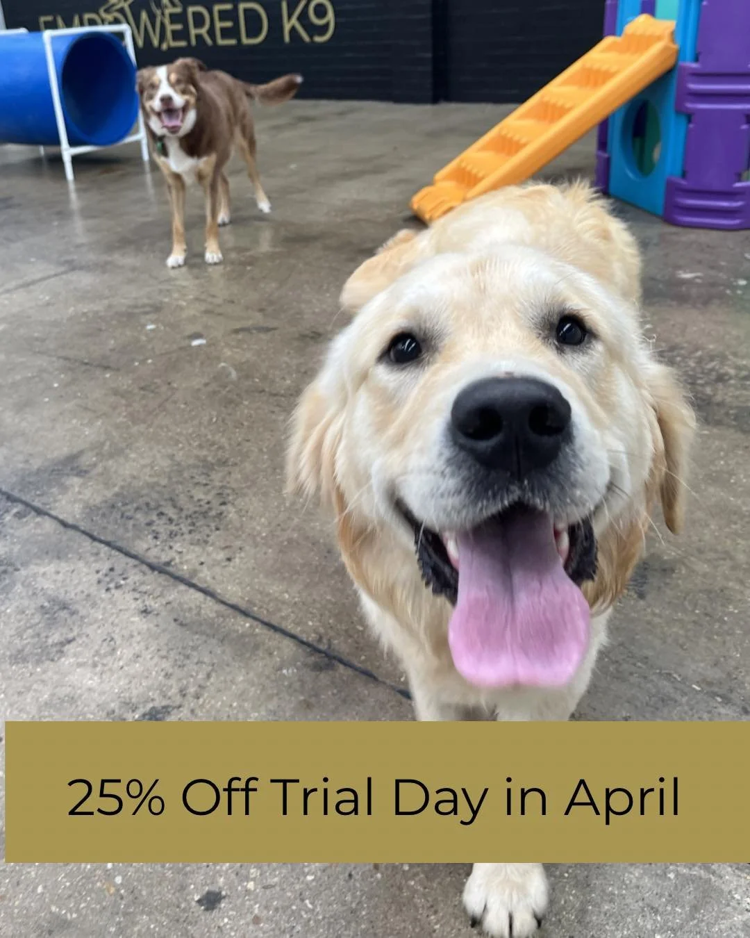 🐶 DAYCARE TRIAL OFFER &mdash; 25% Off for the rest of April

Thinking about daycare but not sure if it&rsquo;s the right fit for your dog? This is your chance to find out.

For the rest of this month only, we&rsquo;re offering 25% off your first tri