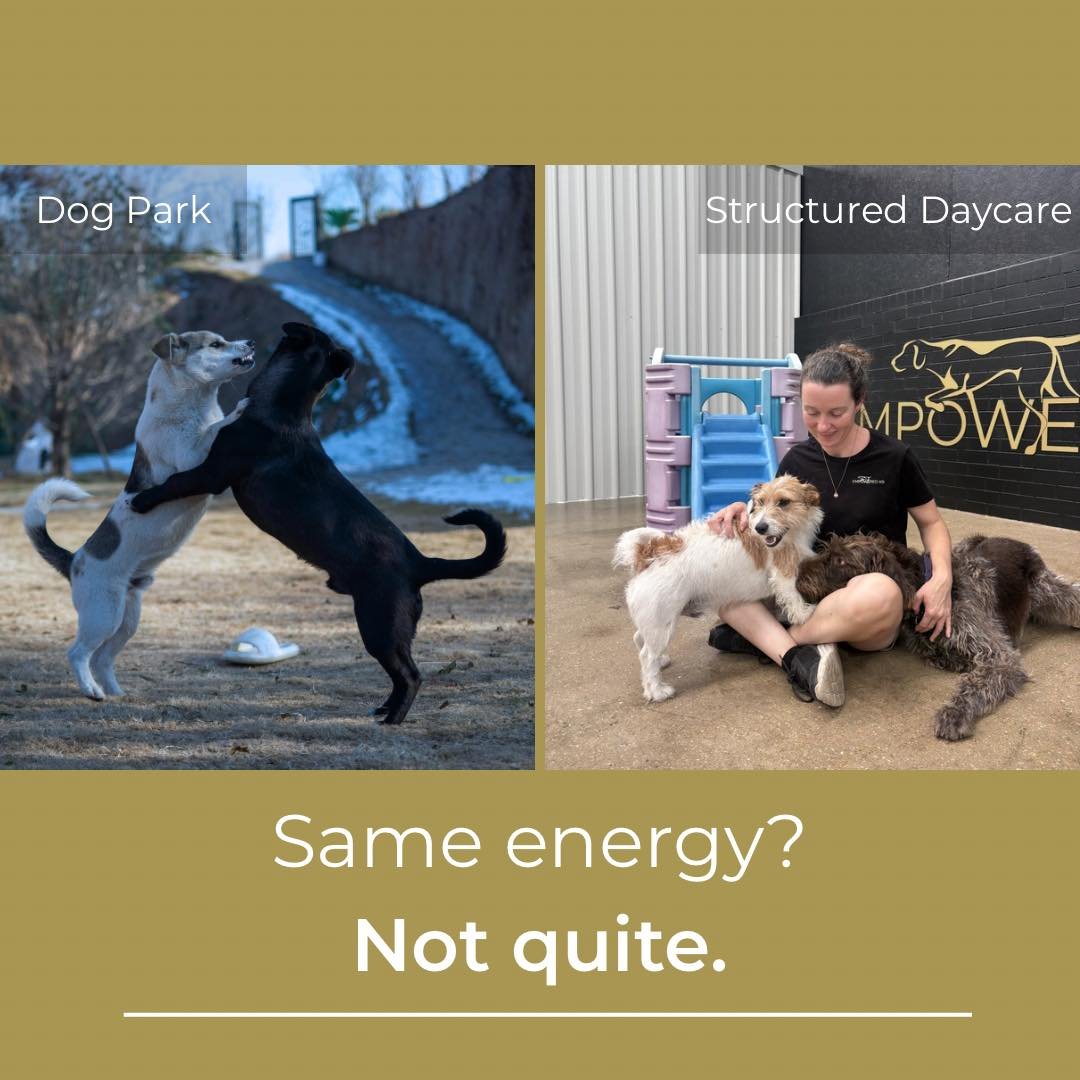Not all socialisation is equal

Dog parks seem perfect &mdash; open space, off-leash freedom, lots of dogs to play with. But the reality? They can be unpredictable. Mismatched energy, unclear social cues, and overwhelmed dogs are more common than mos