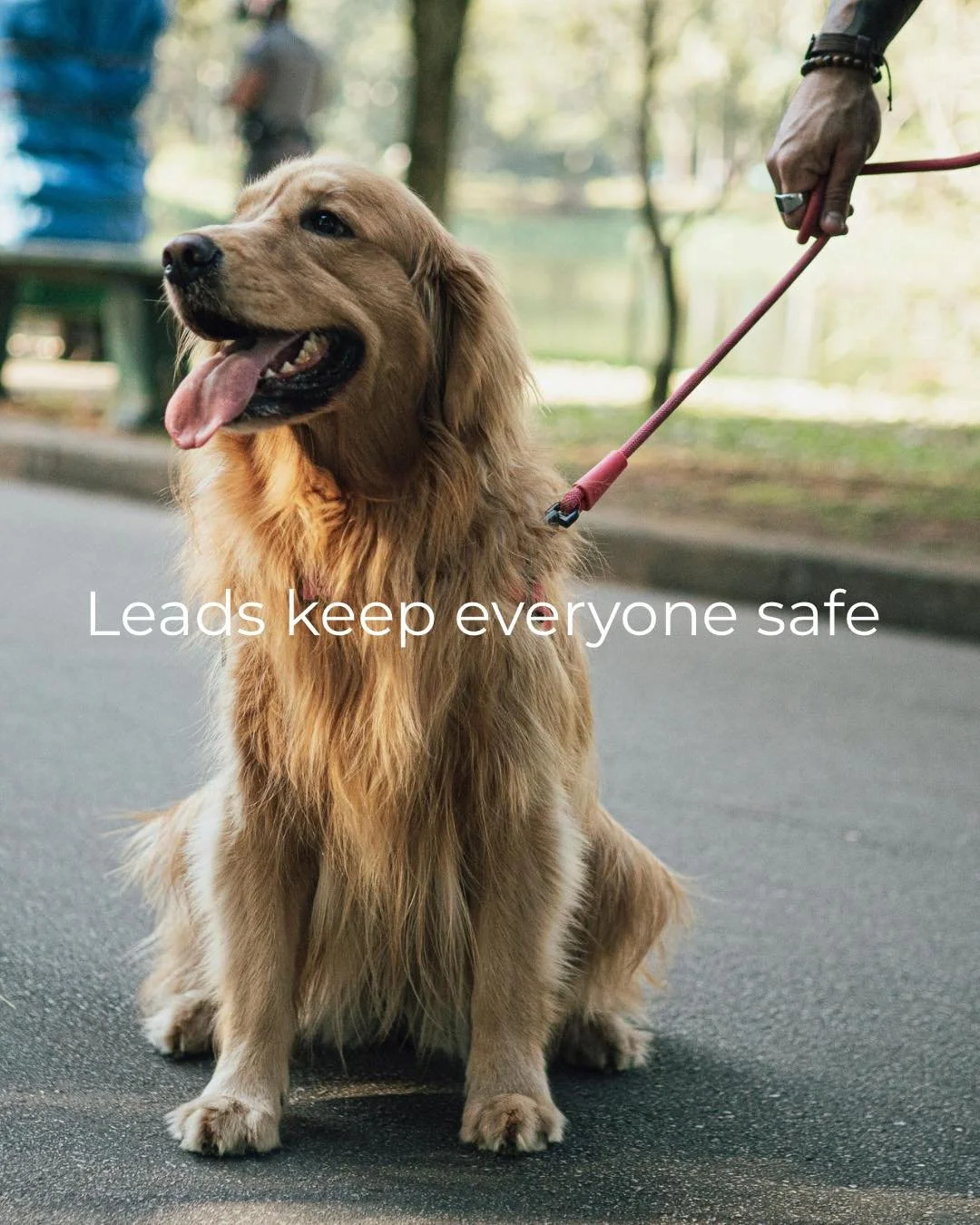 A gentle reminder from something I witnessed last week about why keeping dogs on lead really matters.

I was out with a client during a lesson when we came across a situation that could have gone wrong very quickly. Two service dogs were walking calm