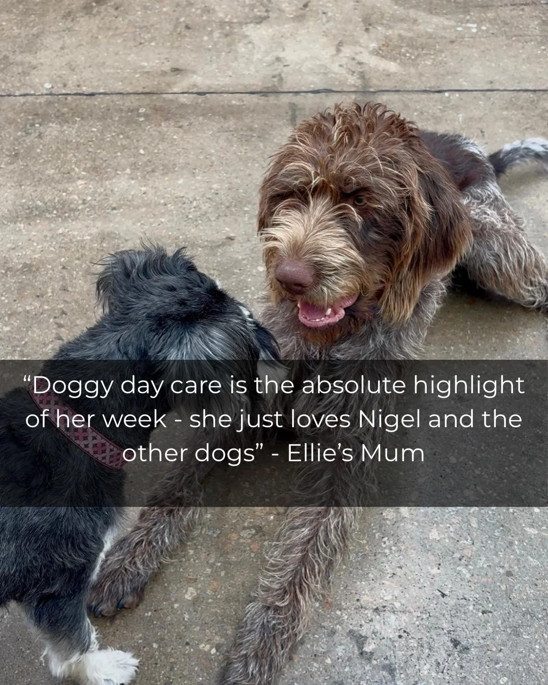 We love getting comments like this from owners!!

DM &ldquo;TRIAL&rdquo; to receive 25% your dogs trial day in April

#dogdaycarefun #wangaratta #dogdaycare #empoweredk9 #northeastvictoria #dogbehaviour