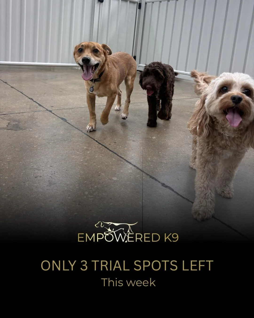🐶Limited Trial Spots Left This Week

We&rsquo;re almost fully booked for this week&rsquo;s daycare trials.

If you&rsquo;ve been thinking about trying structured daycare for your dog, this is your last chance to get in at 25% off this April offer.

