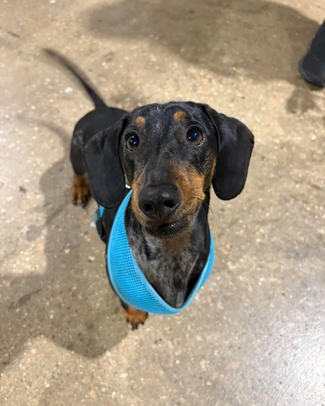 Tonight we had little Snitty in to work on developing his play!!

#dogtrainingfacility #DogTrainingFacility #wangaratta #playwithyourdog #empoweredk9 #northeastvictoria #dogbehaviour #daschund