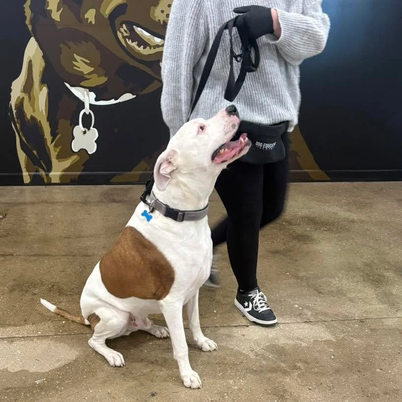 Jax had a great session today working on being able to move around him while he holds a sit position and his loose lead walking.

Nice work buddy!!