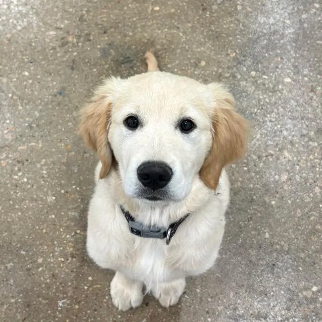 Little Chooka is nailing his training.
Putting the time and effort in while your puppy is young really does pay off!
Nice job Chooka!!

#DogTrainingFacility #dogtrainingfacility #wangaratta #puppydevelopment #dogobediencetraining