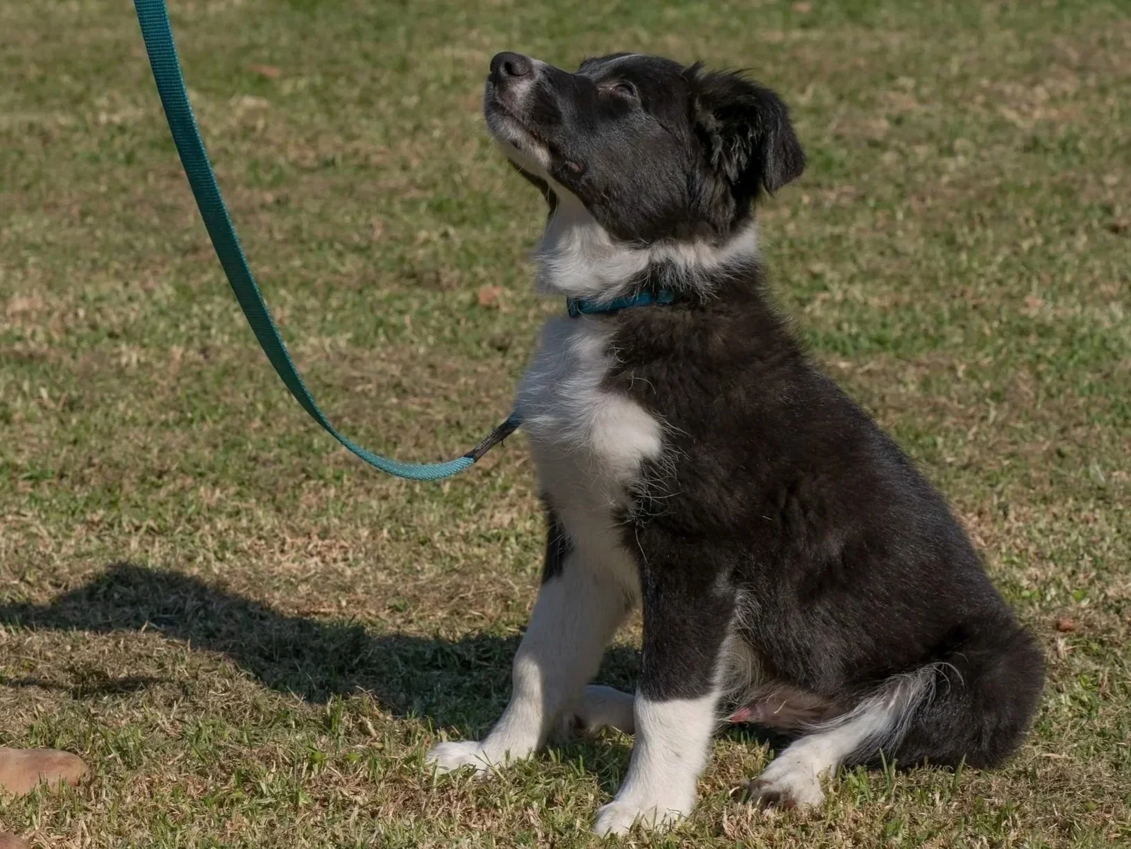 A golden retriever puppy lying on a wooden surface outdoors, with a blurred background of trees and a fence.