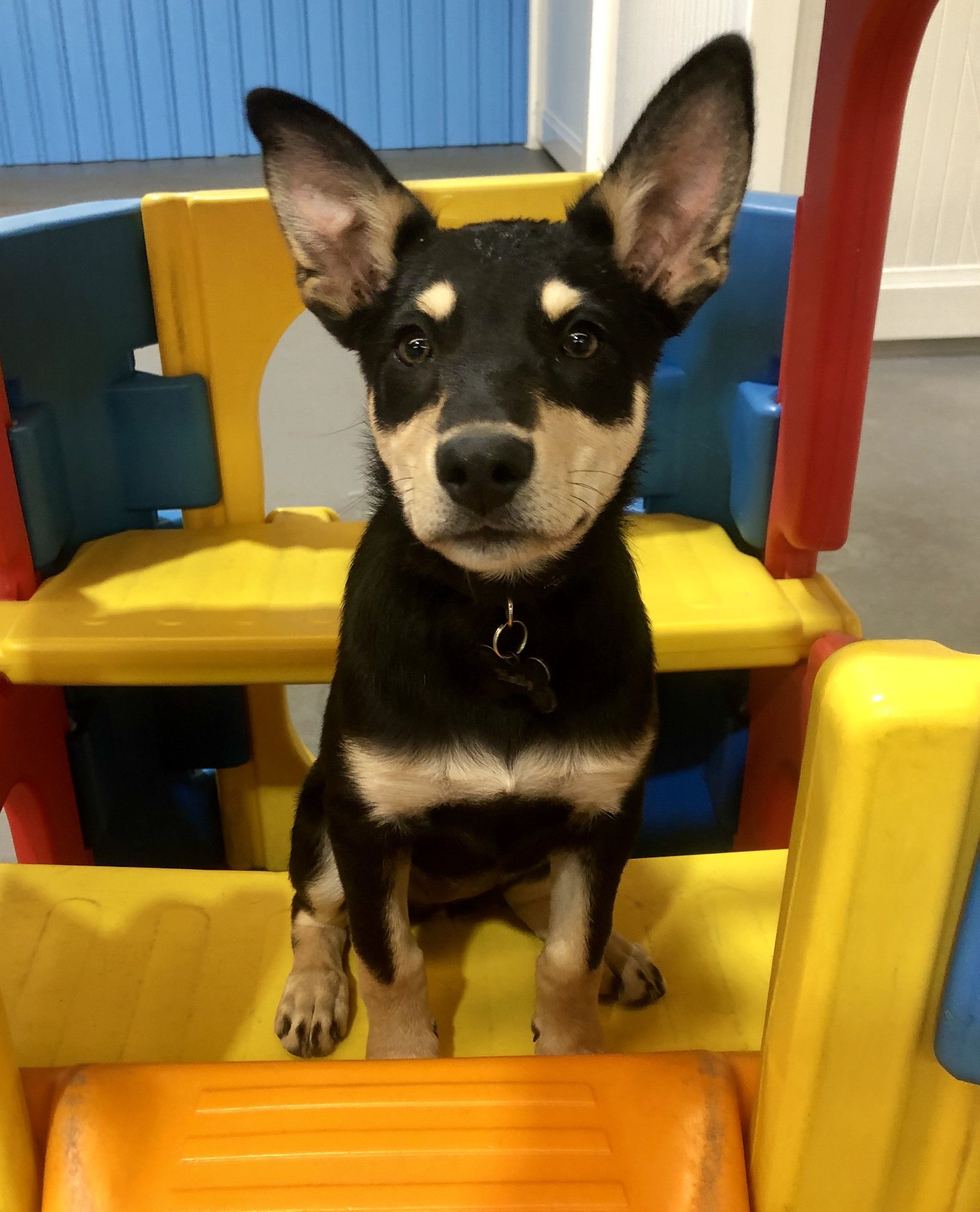 A black and tan puppy sitting inside a colorful plastic playhouse.